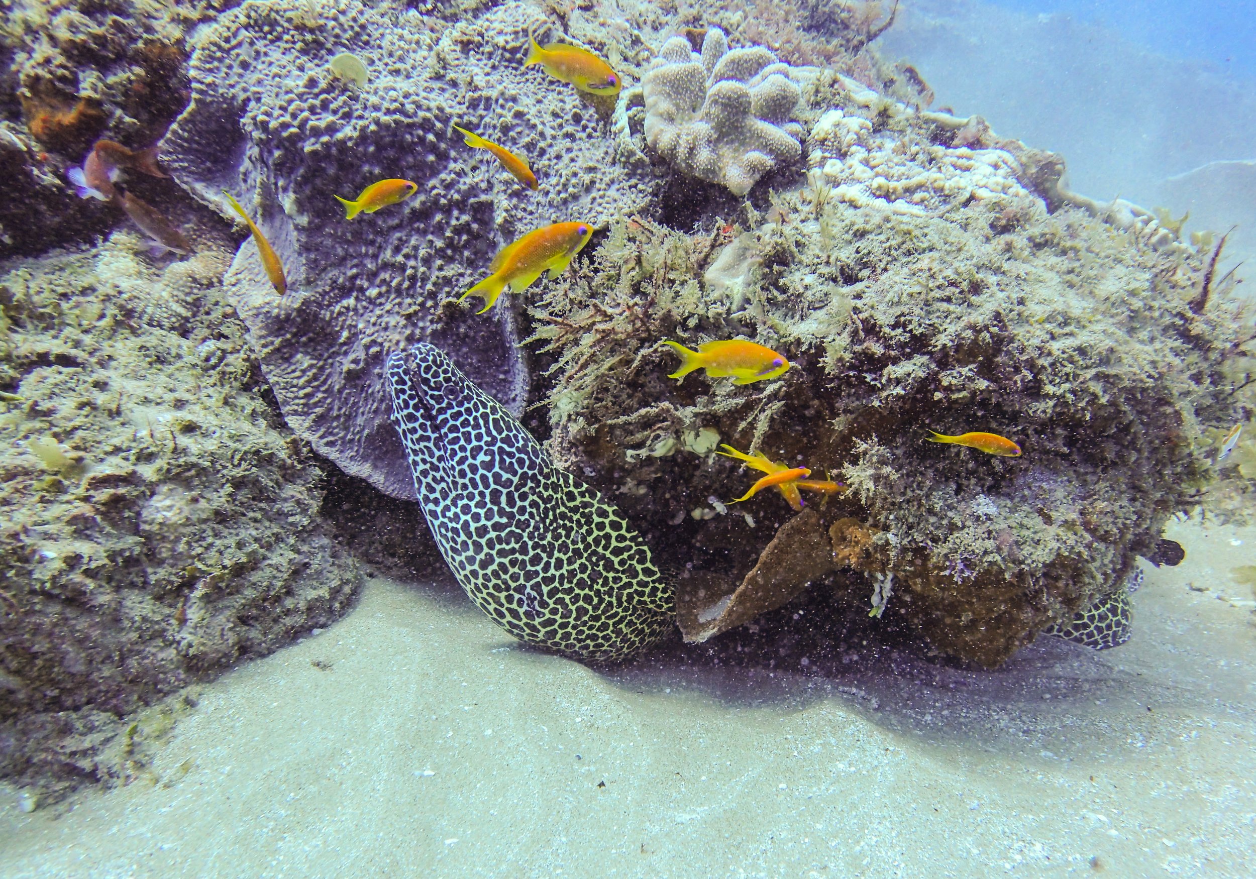 Honeycomb eel.jpg
