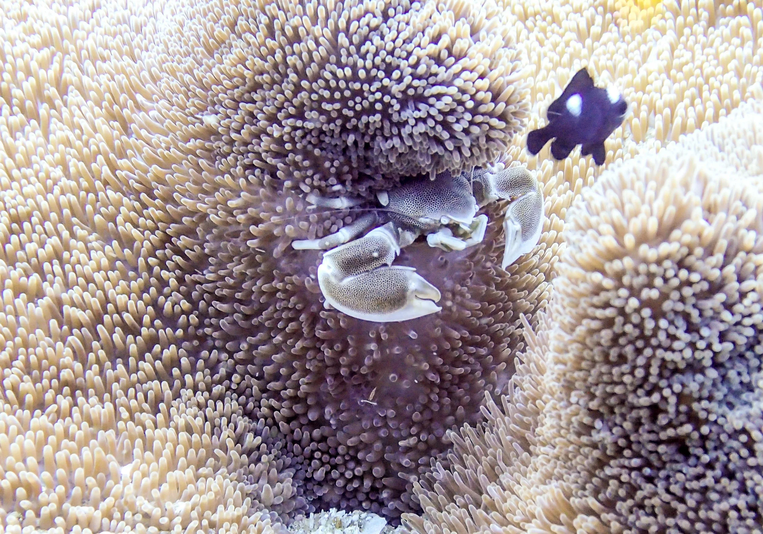 porcelin crab.jpg