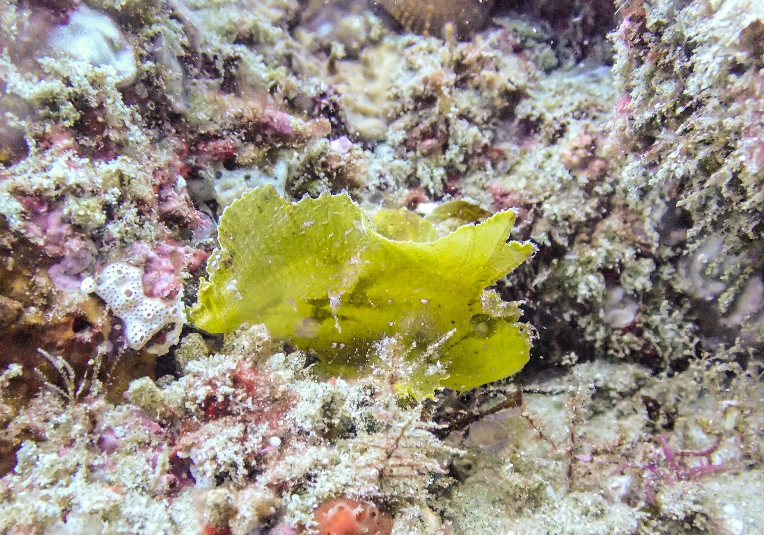 yellow leaf fish.jpg