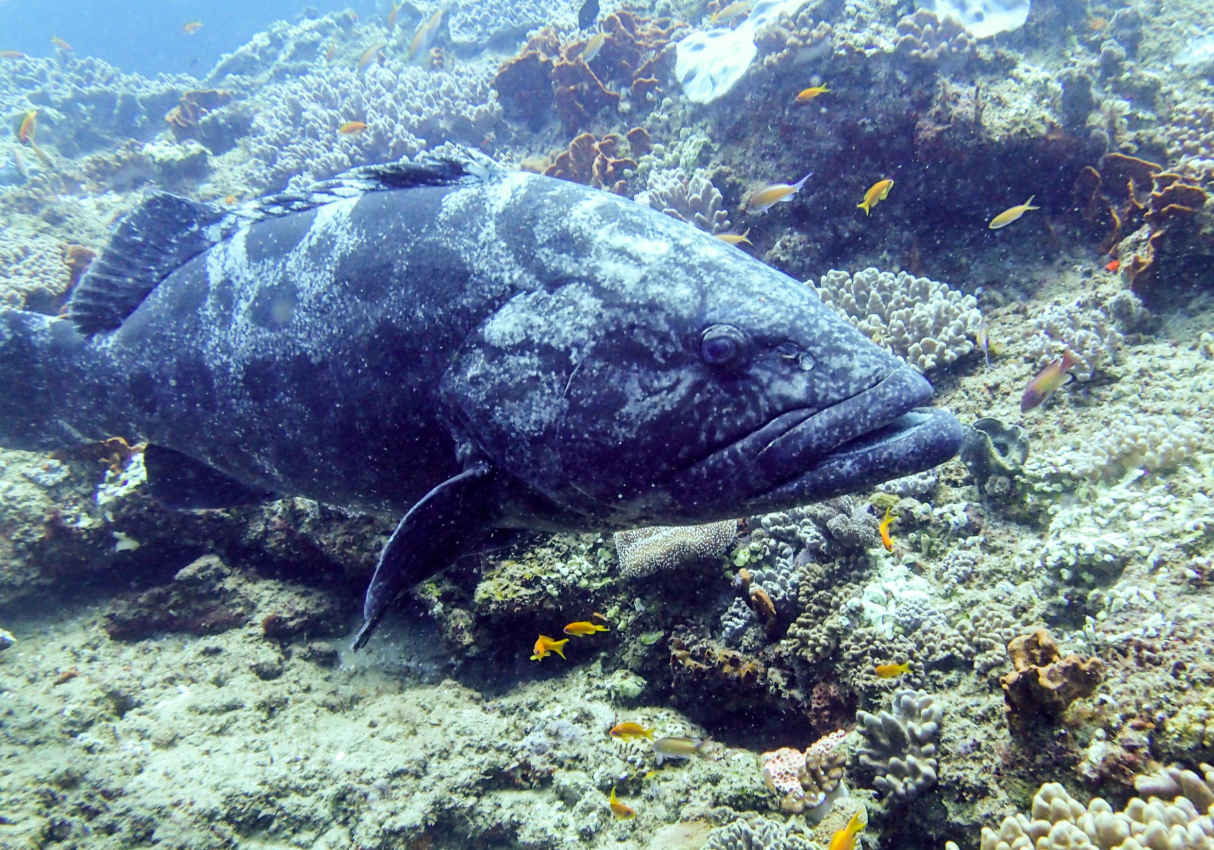 potato cod.jpg