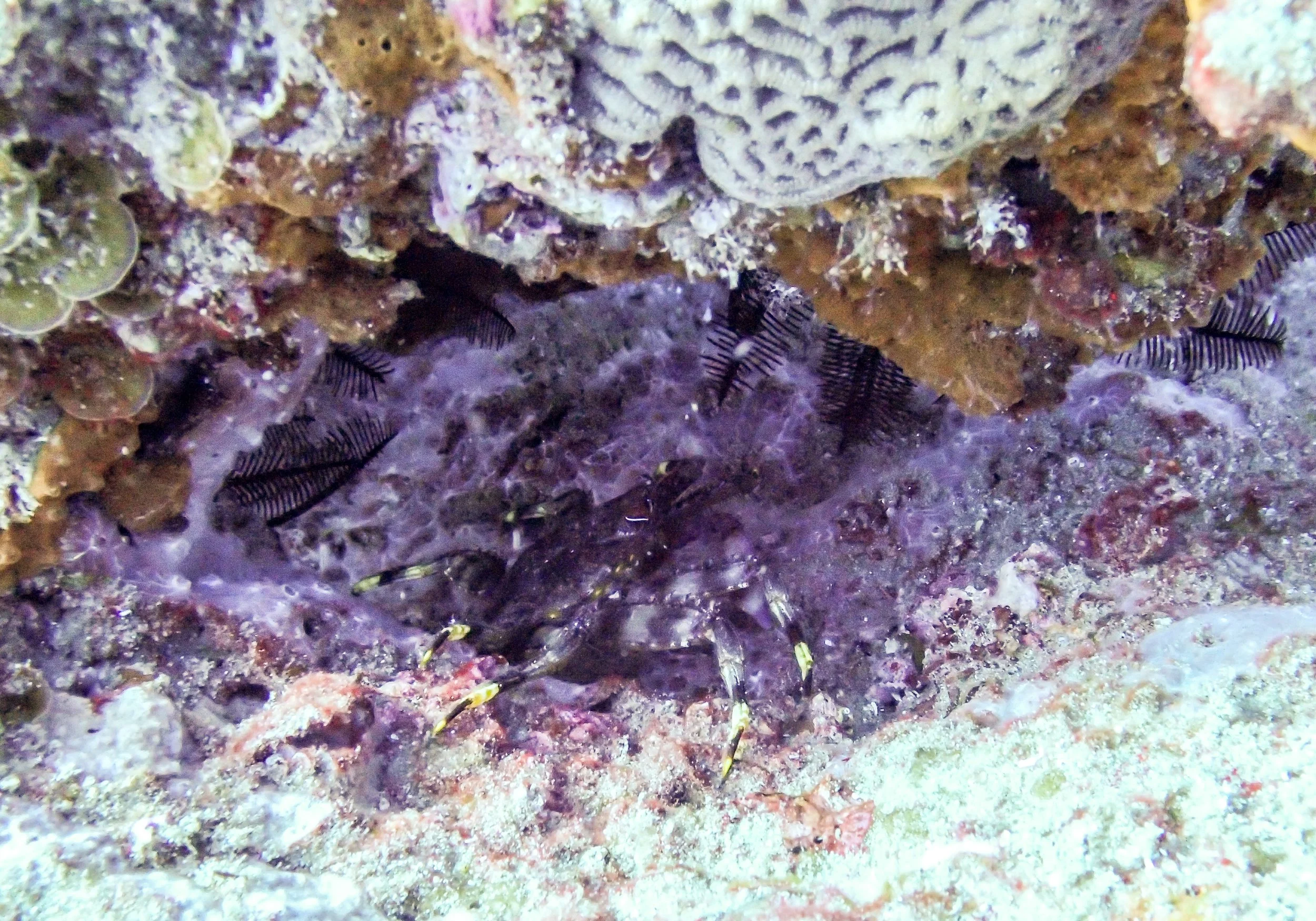 crab.jpg