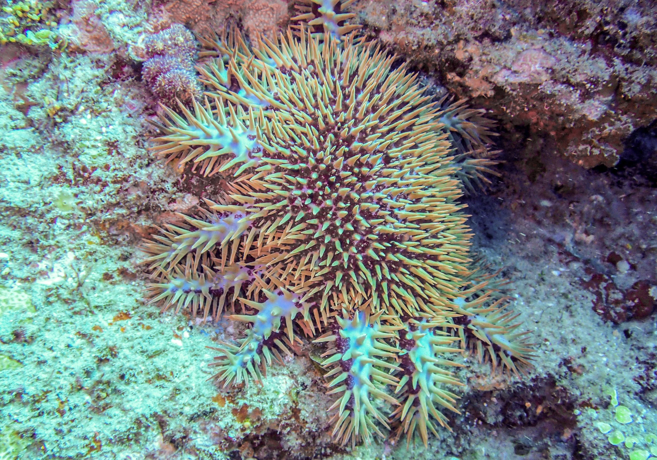 crown of thorns.jpg