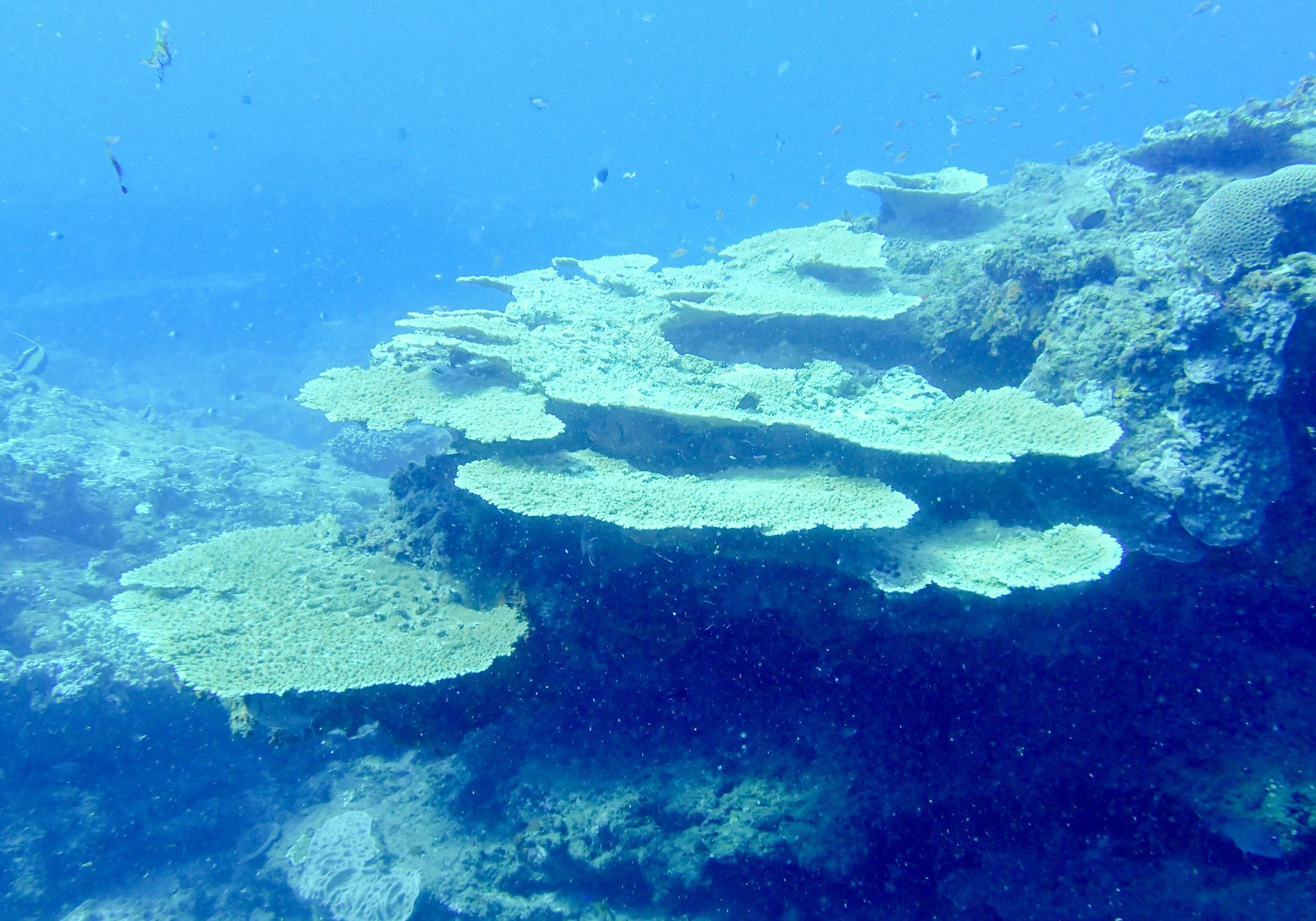 Elusive reef.jpg