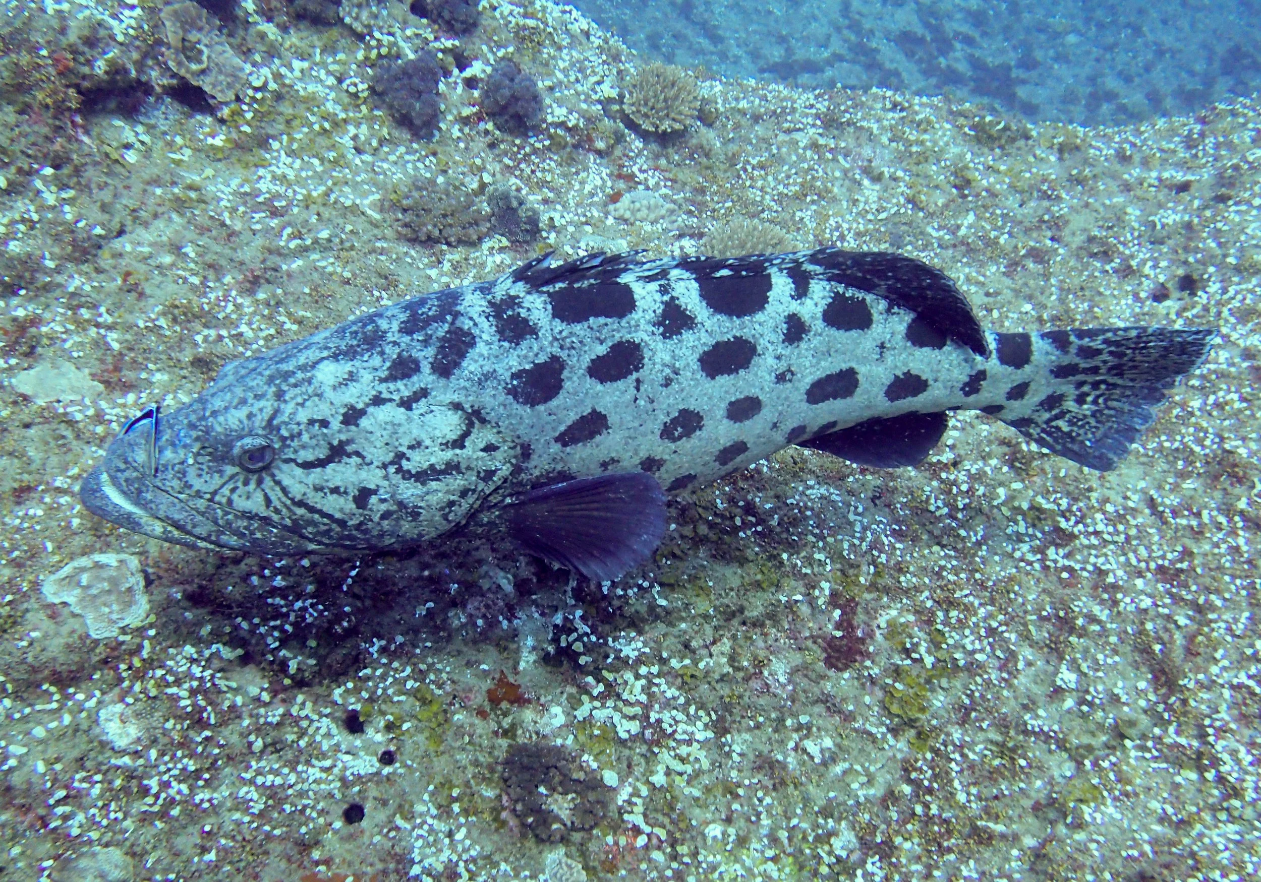 potato cod but no boat.jpg