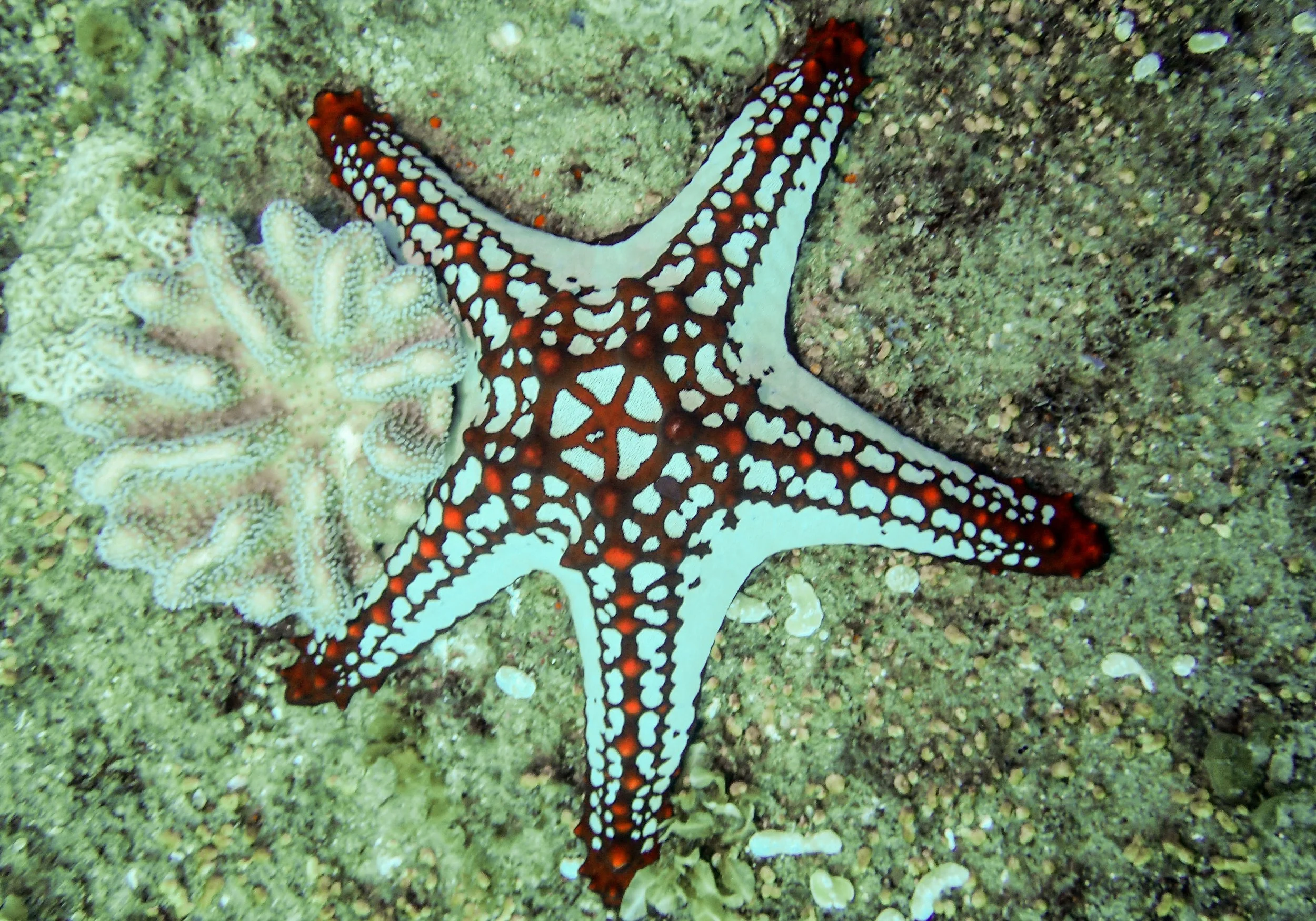 red nobby star.jpg