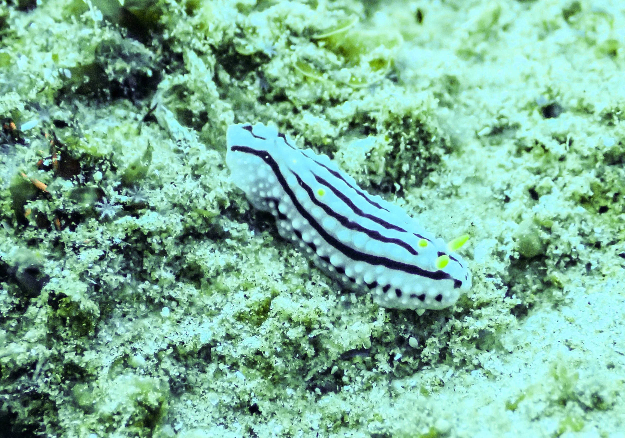 uhhh a nudi.jpg