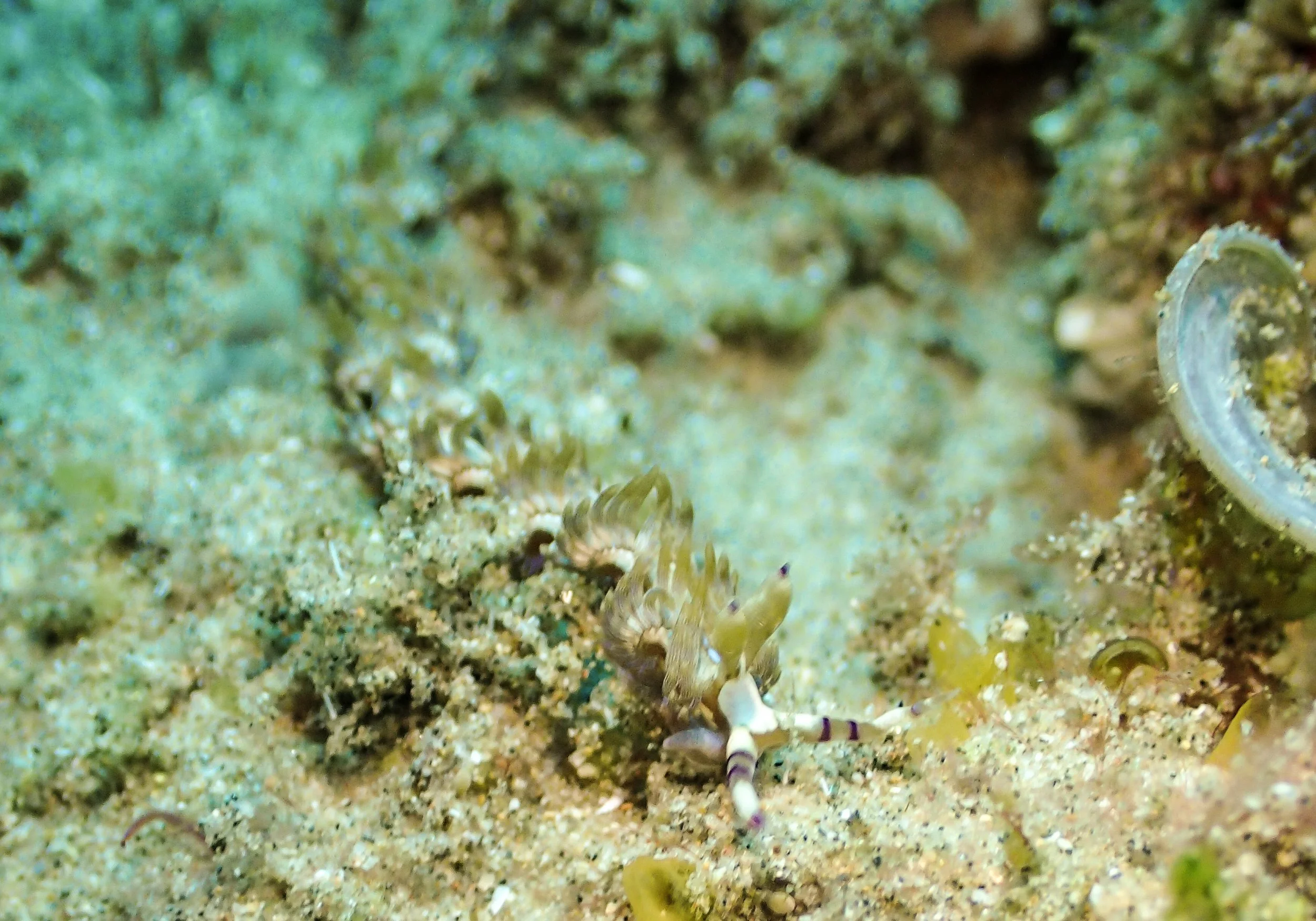 banana nudi ehh maybe.jpg