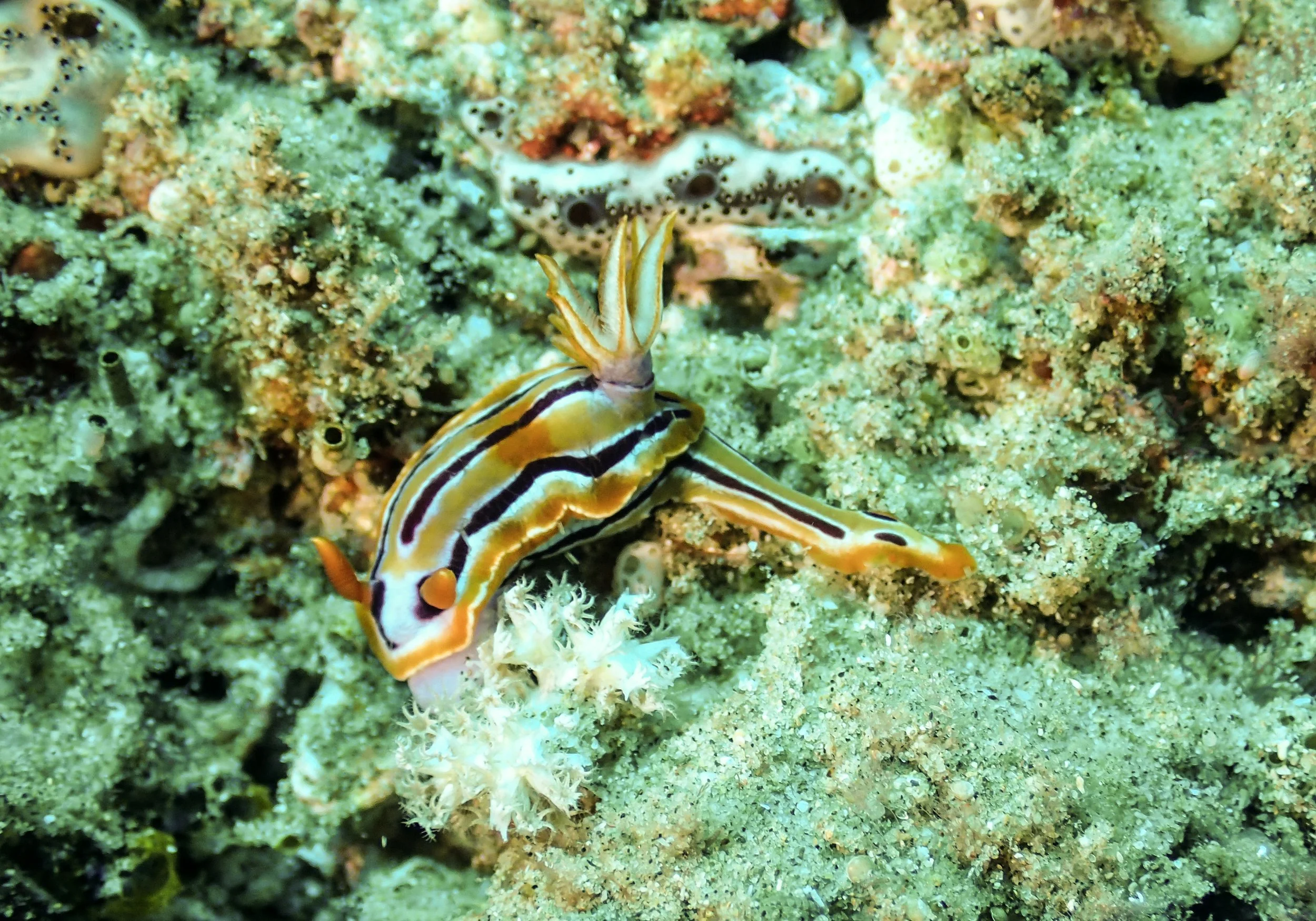 guess what another nudi.jpg