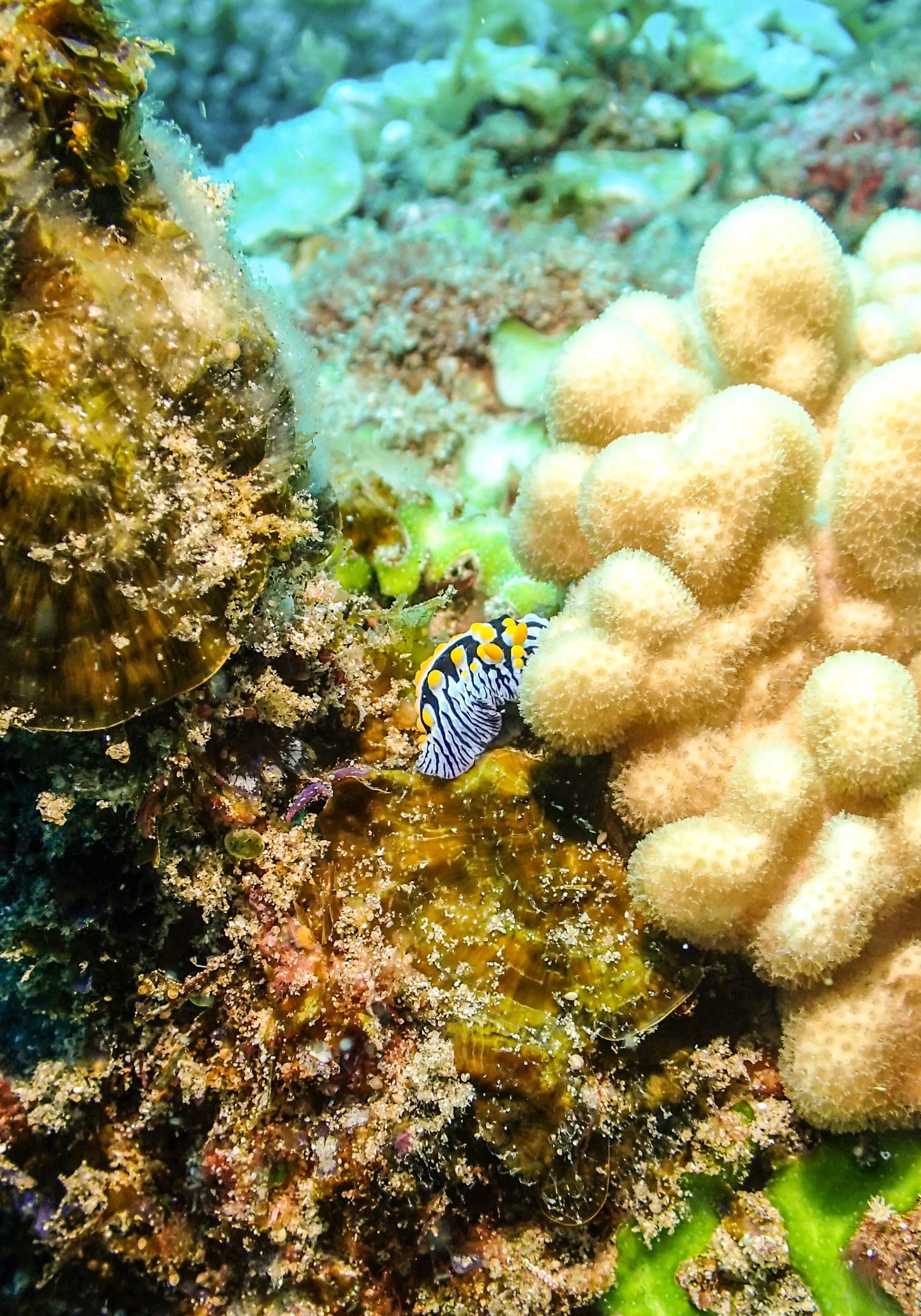 nudi.jpg