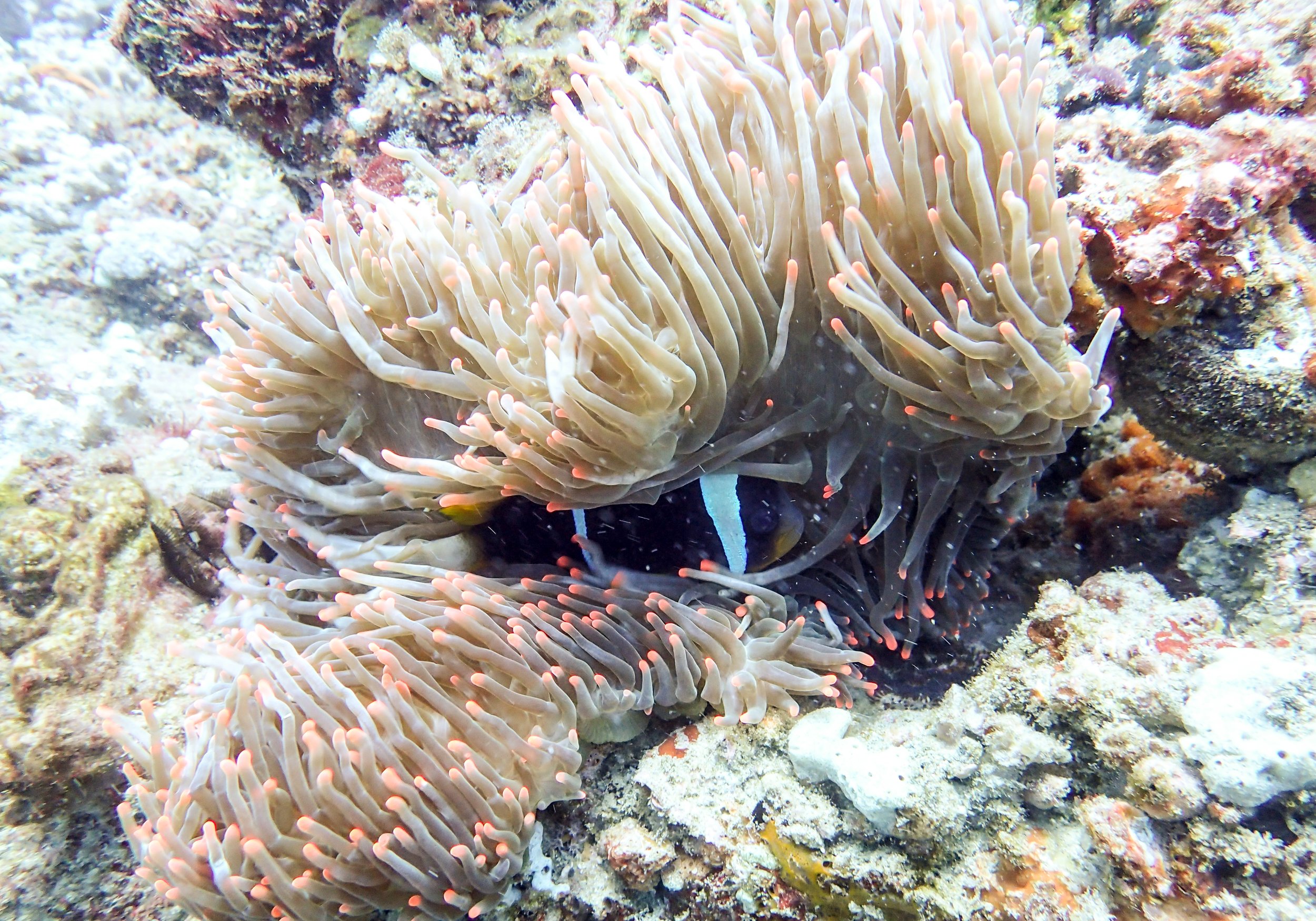 shockingly a nem in a clown and not a nudi.jpg