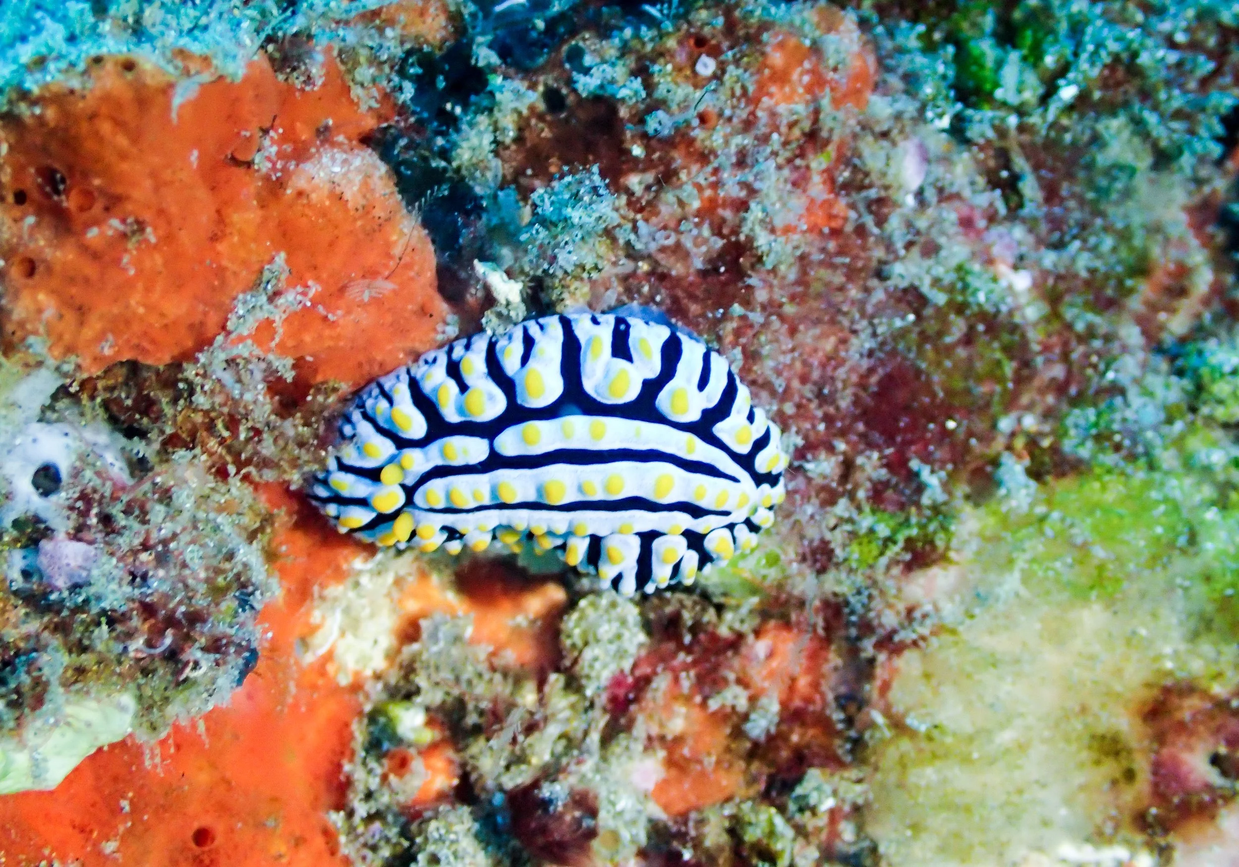 one more nudi for the road.jpg