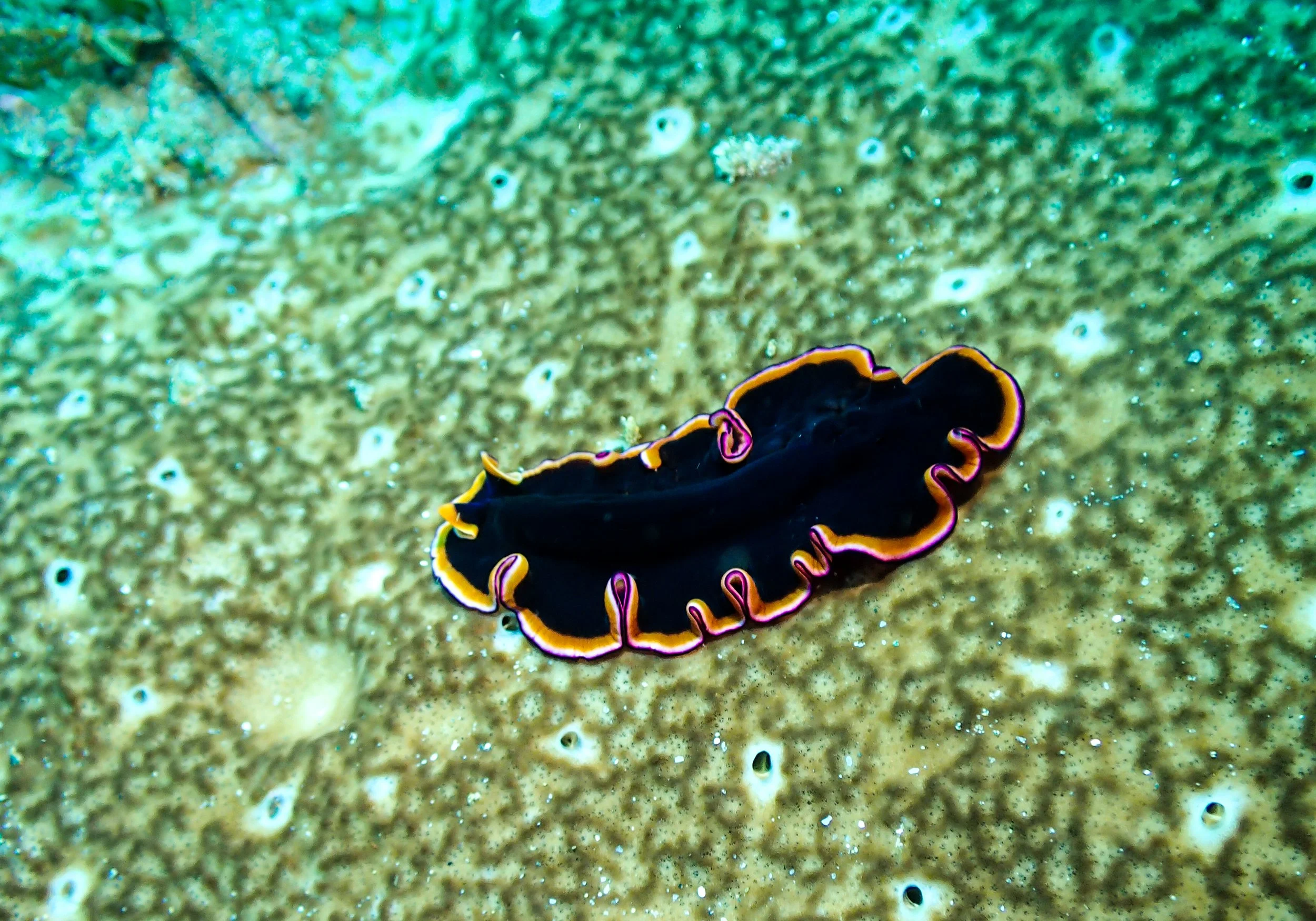 a squished nudi aka a flatworm.jpg