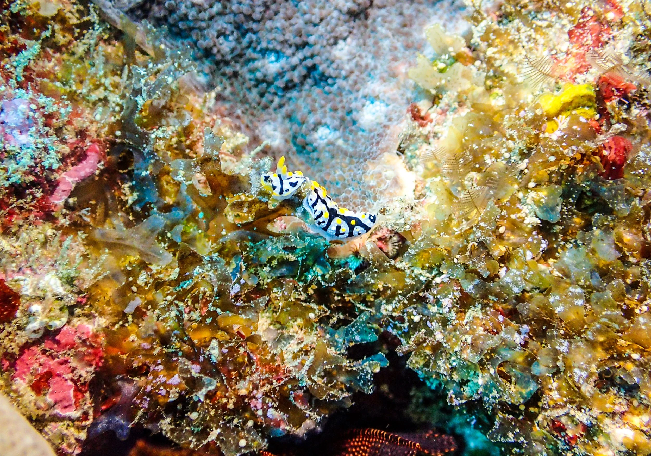 nudi number 9102.jpg