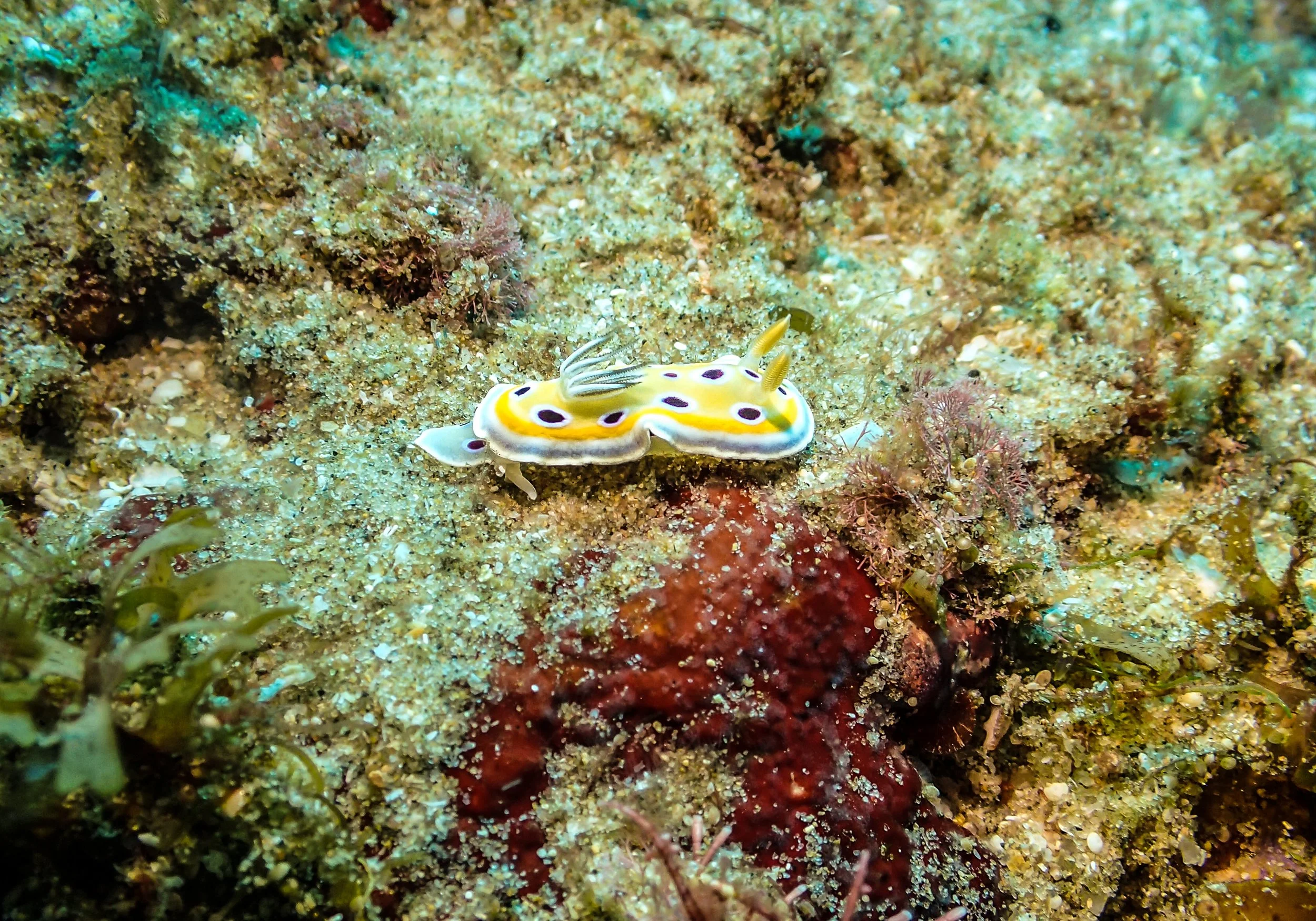 pinapple nudi.jpg