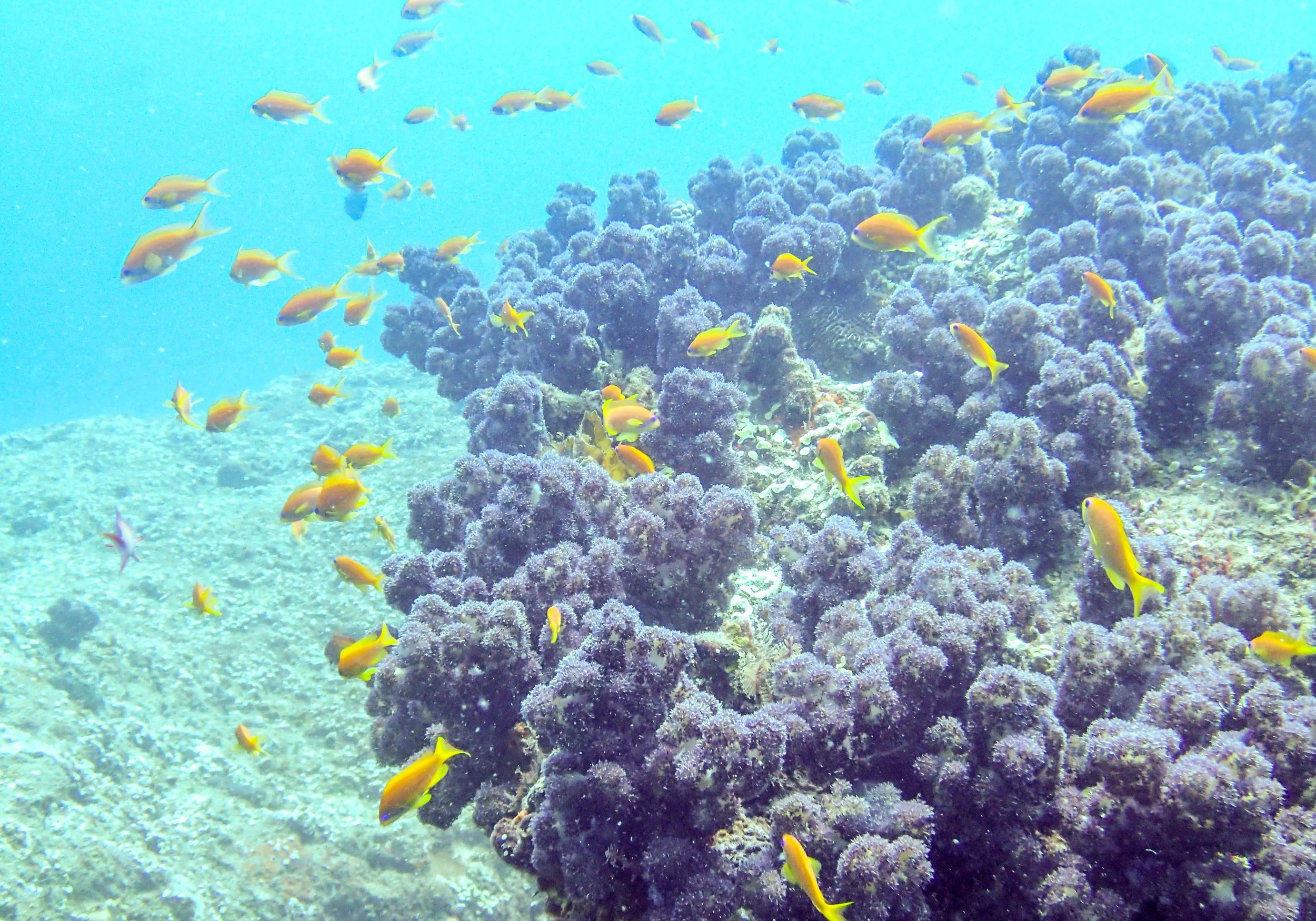 anthias.jpg
