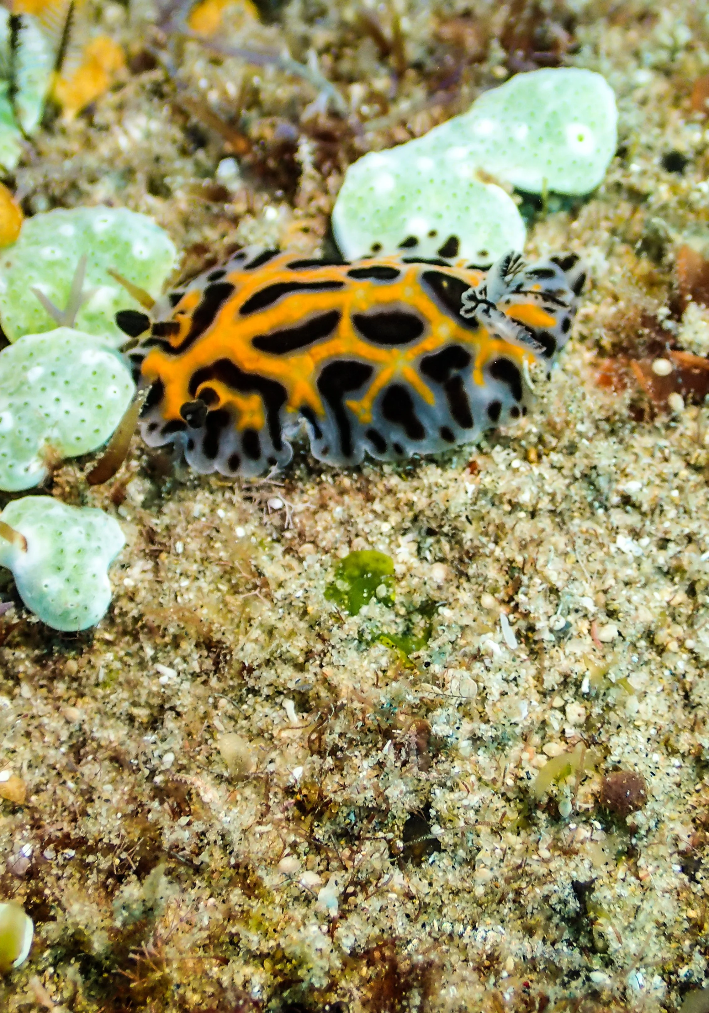 halloween nudi.jpg