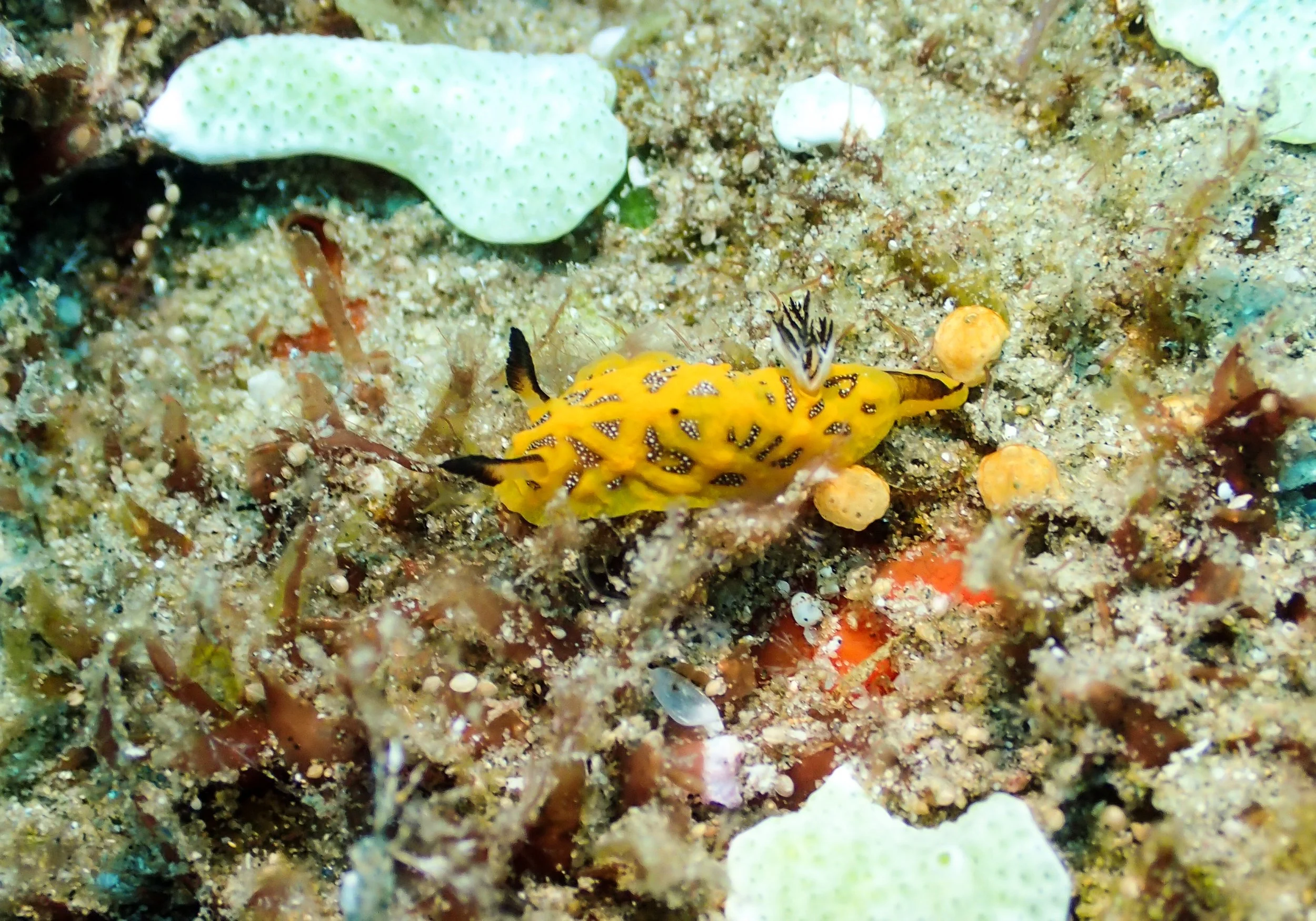 yellow nudi.jpg