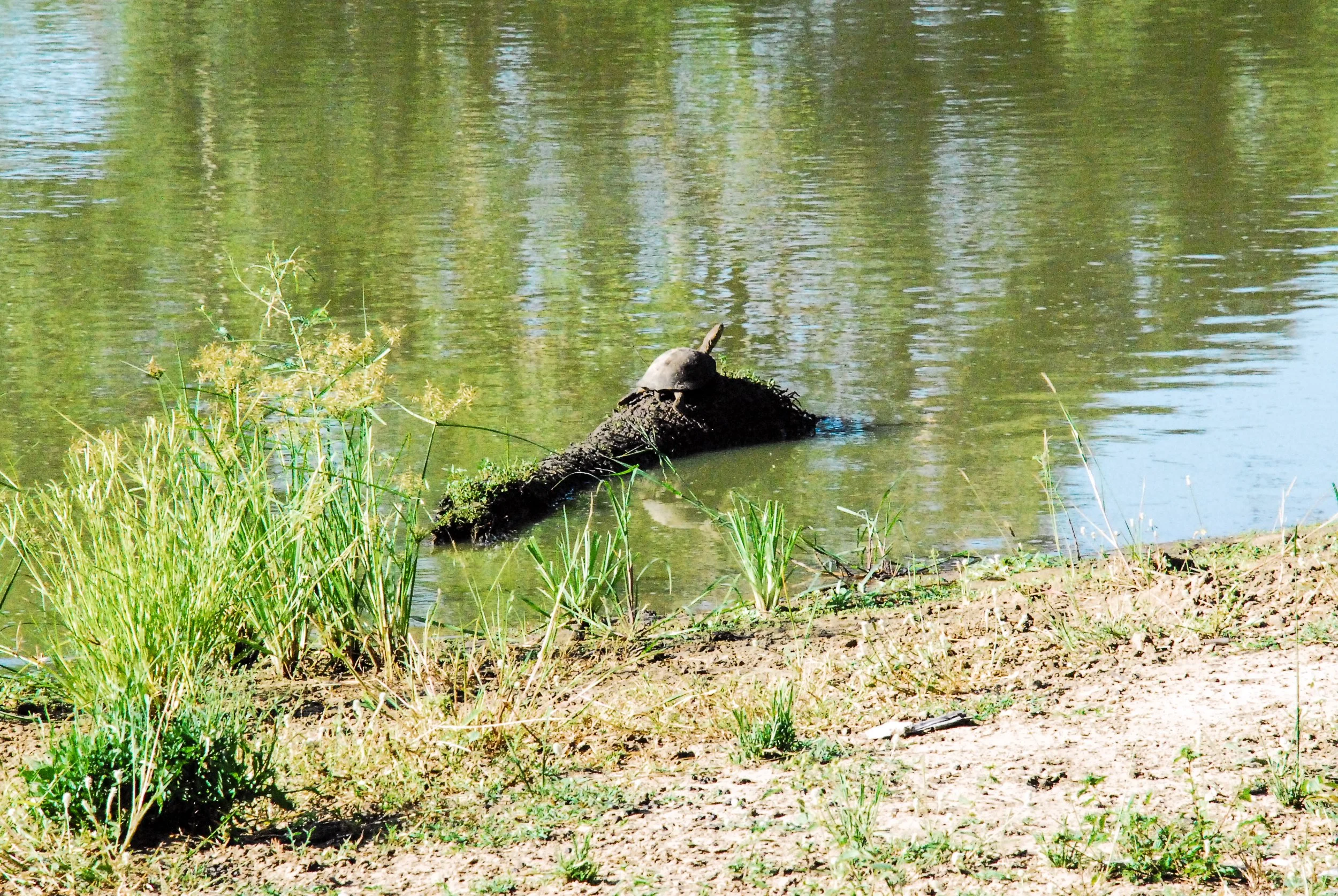 turtle.jpg