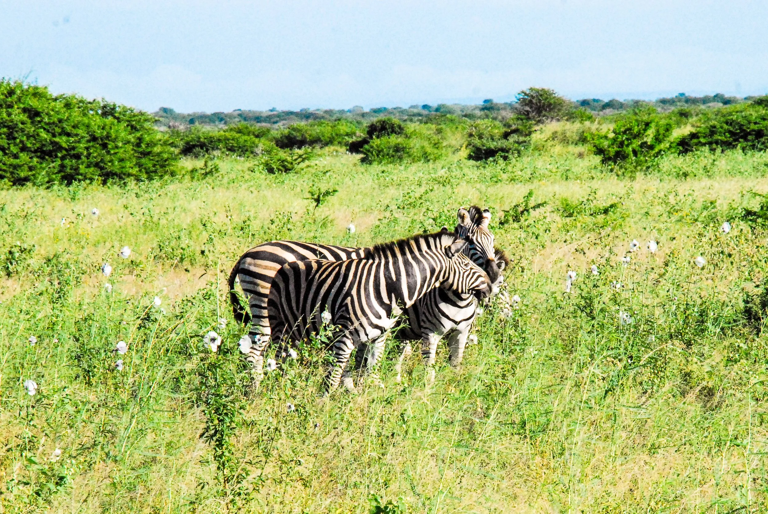 zebras1.jpg