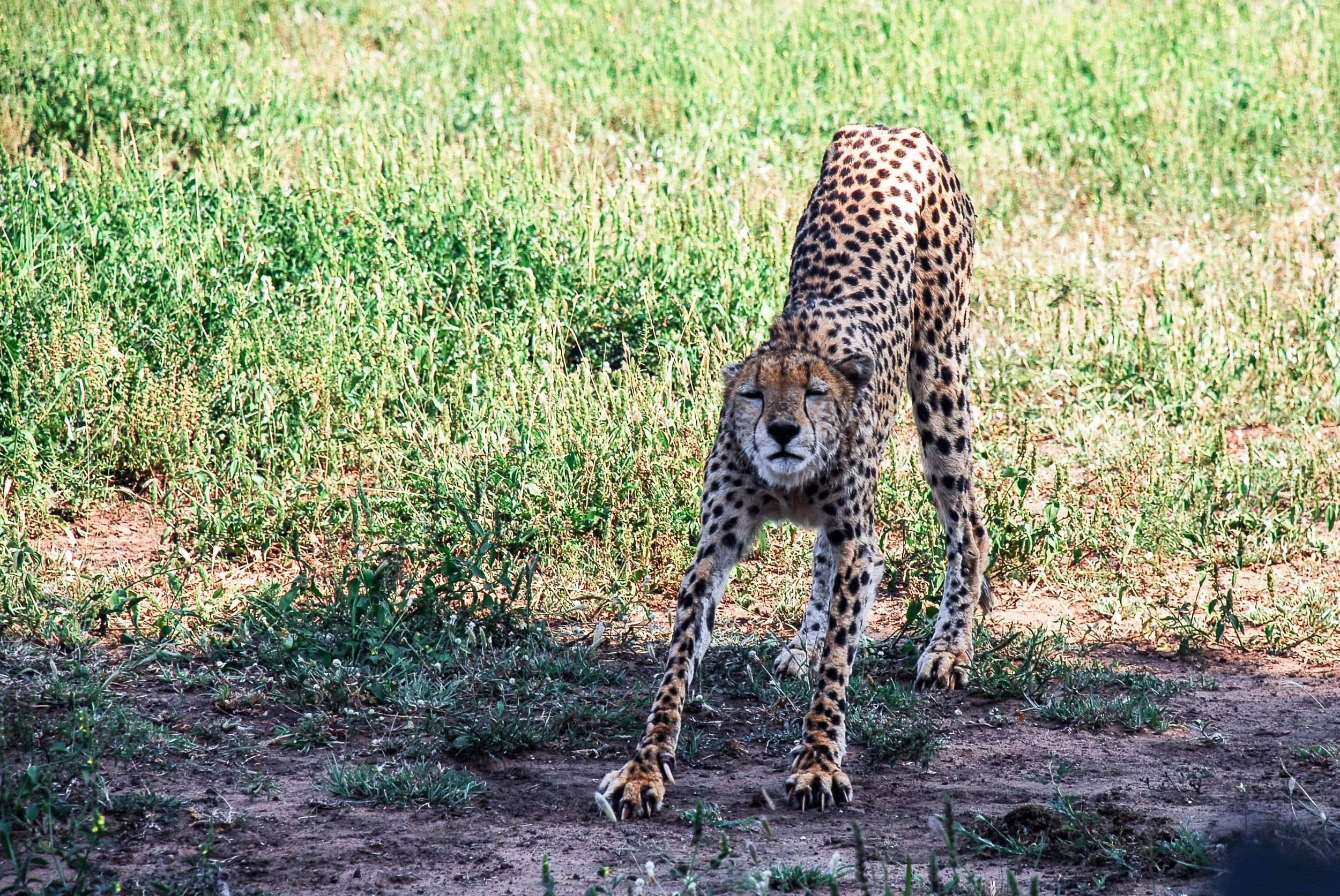 claws.jpg
