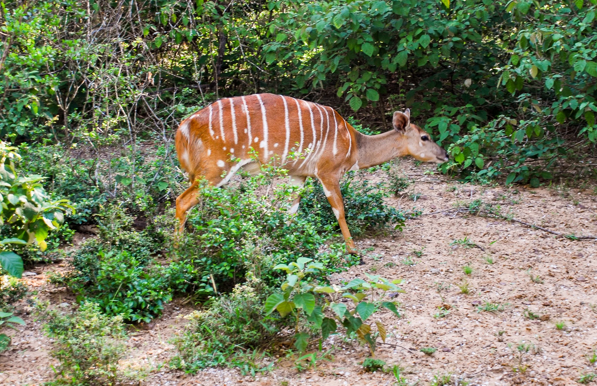 impala.jpg