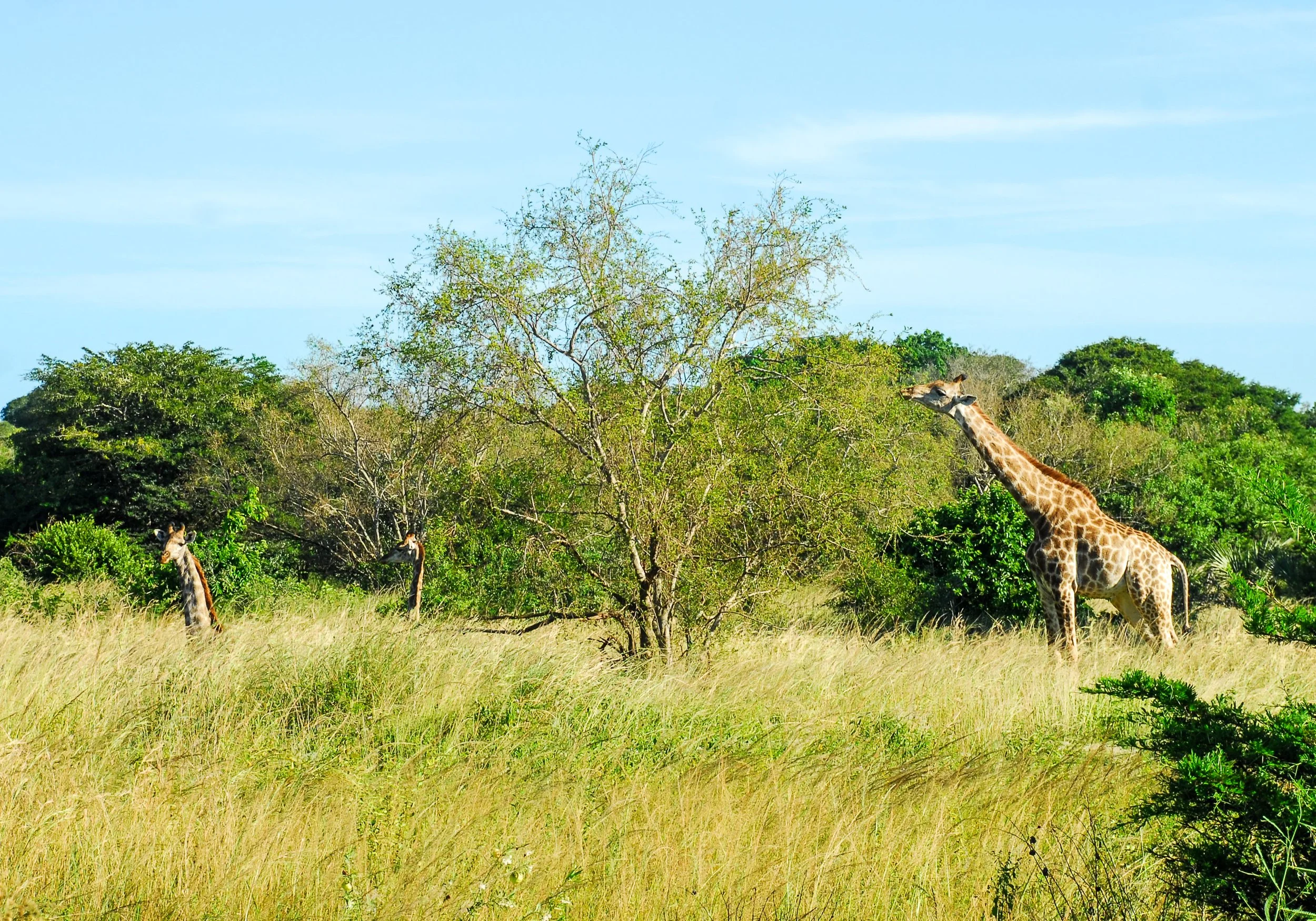 giraffes.jpg