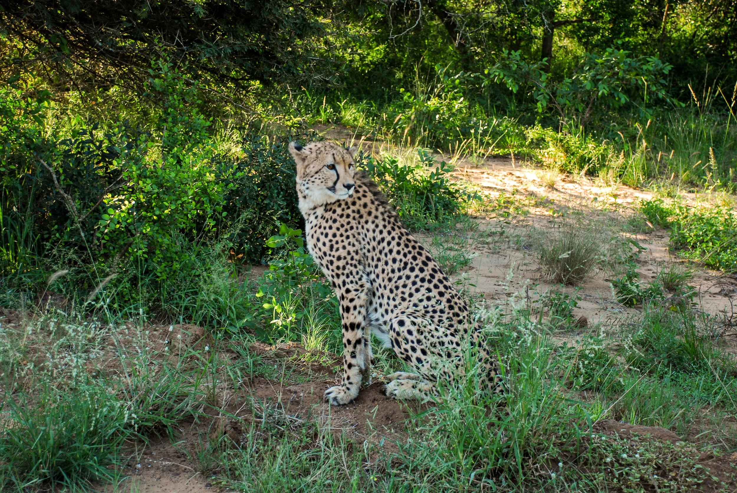 cheetahs.jpg