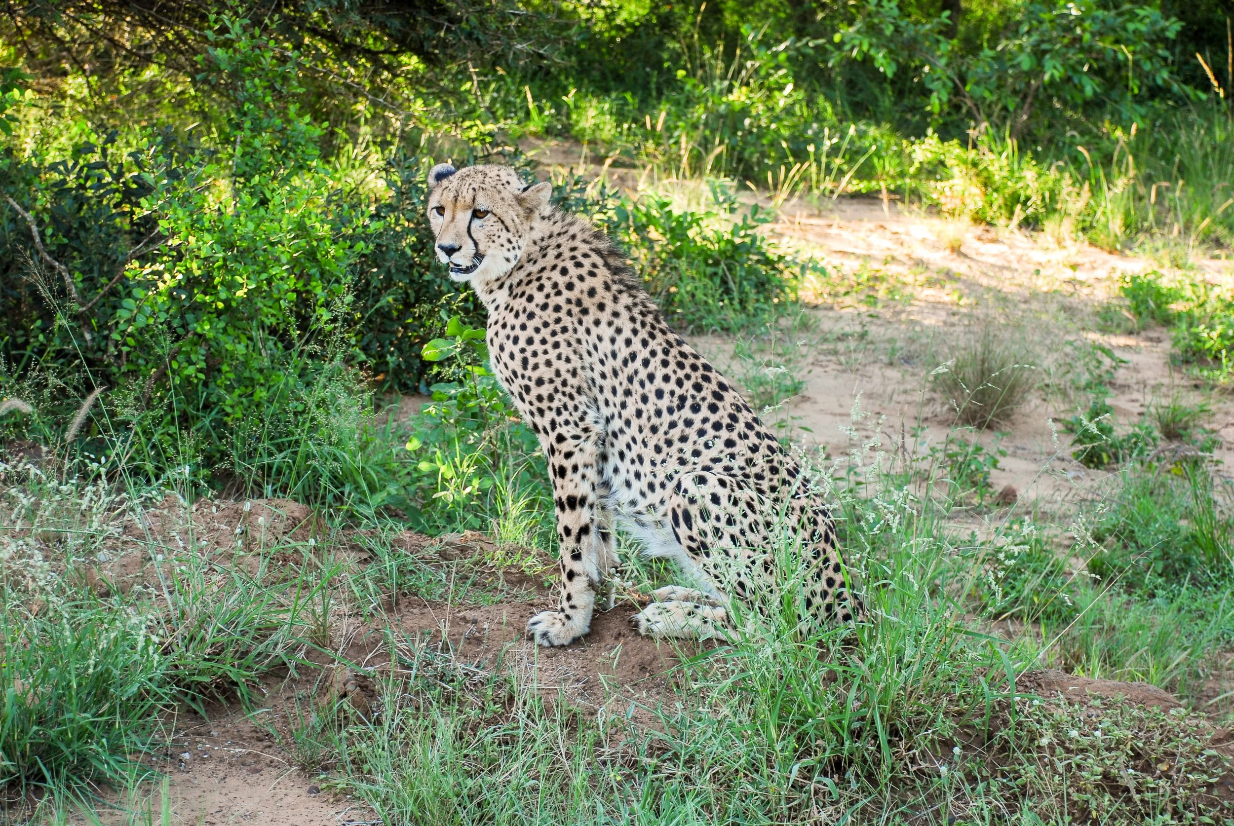 cheetahs2.jpg
