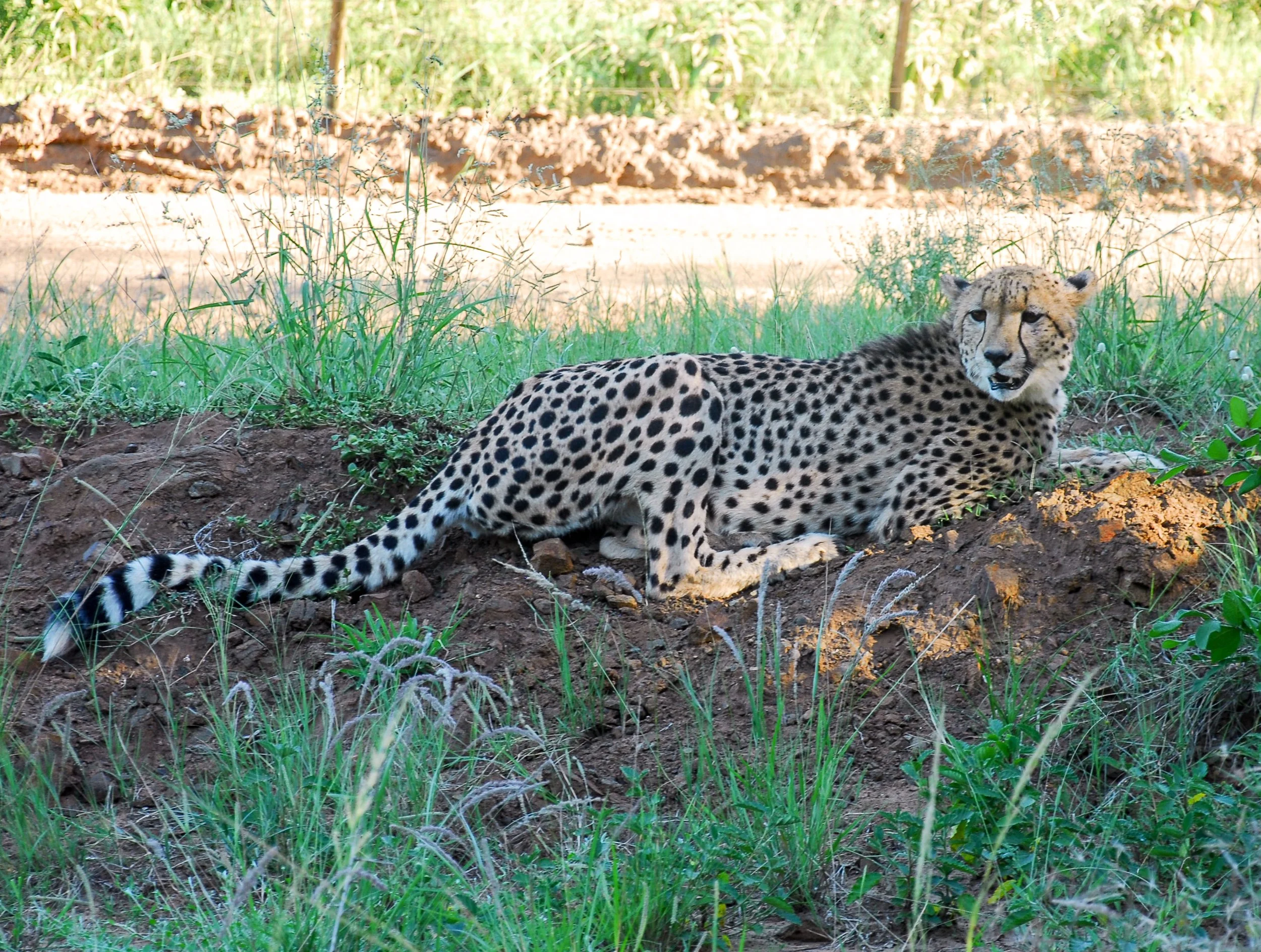 cheetahs3.jpg