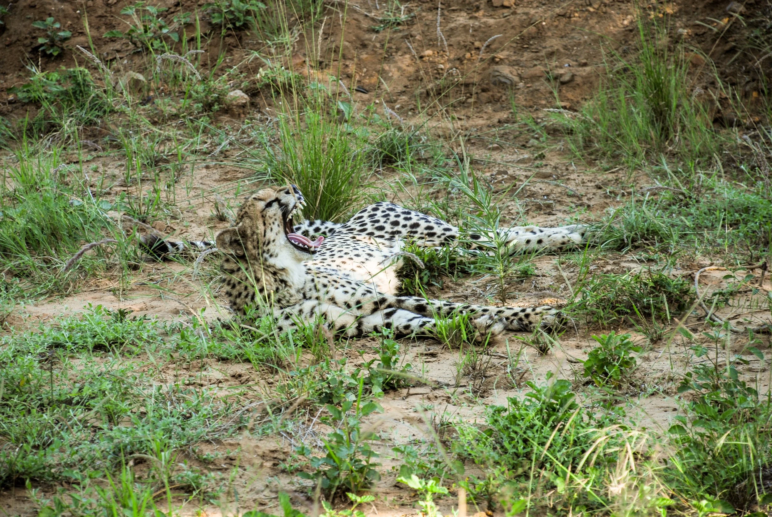 cheetahs4.jpg