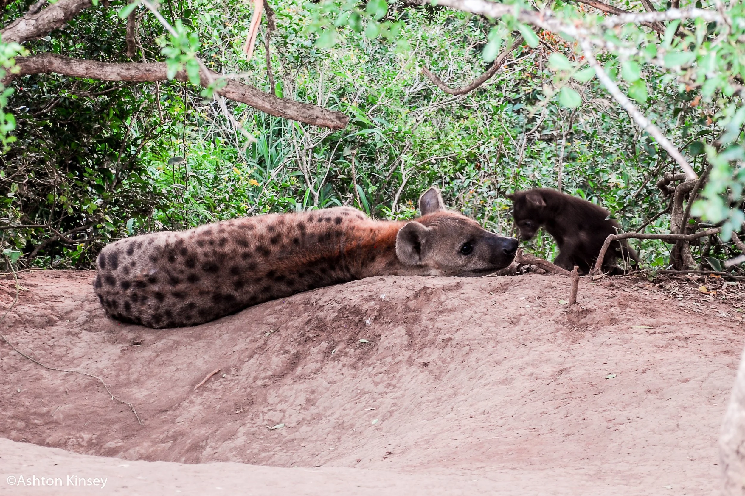 Hyena.jpg