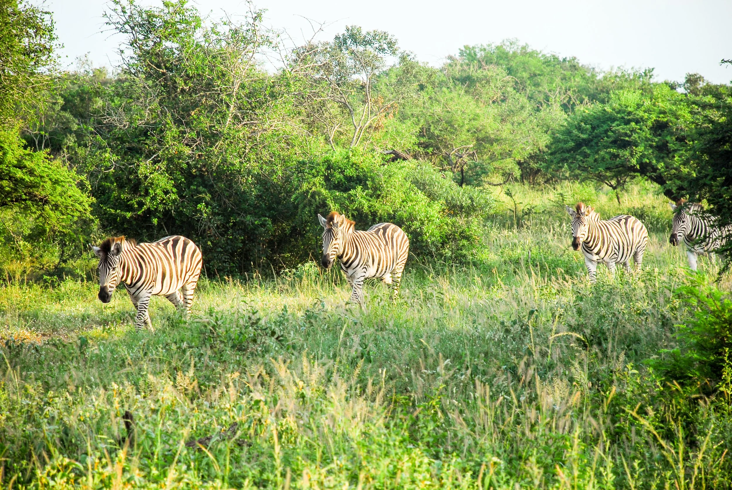 zebras.jpg