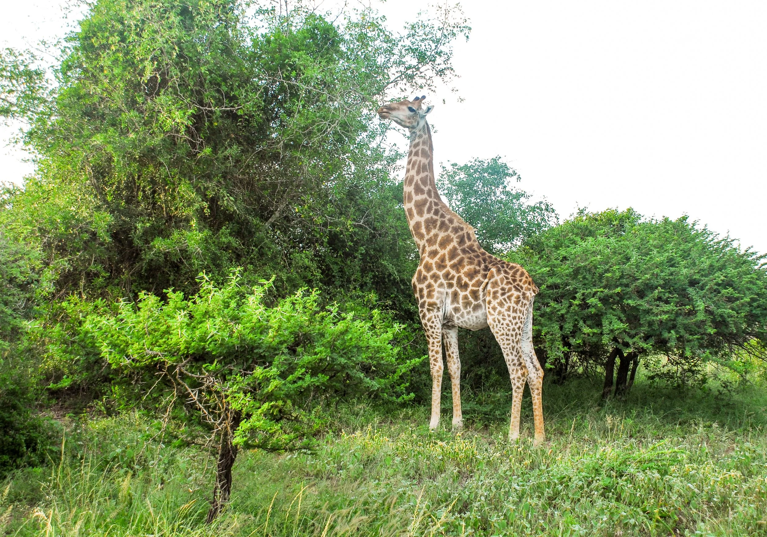 giraffe.jpg