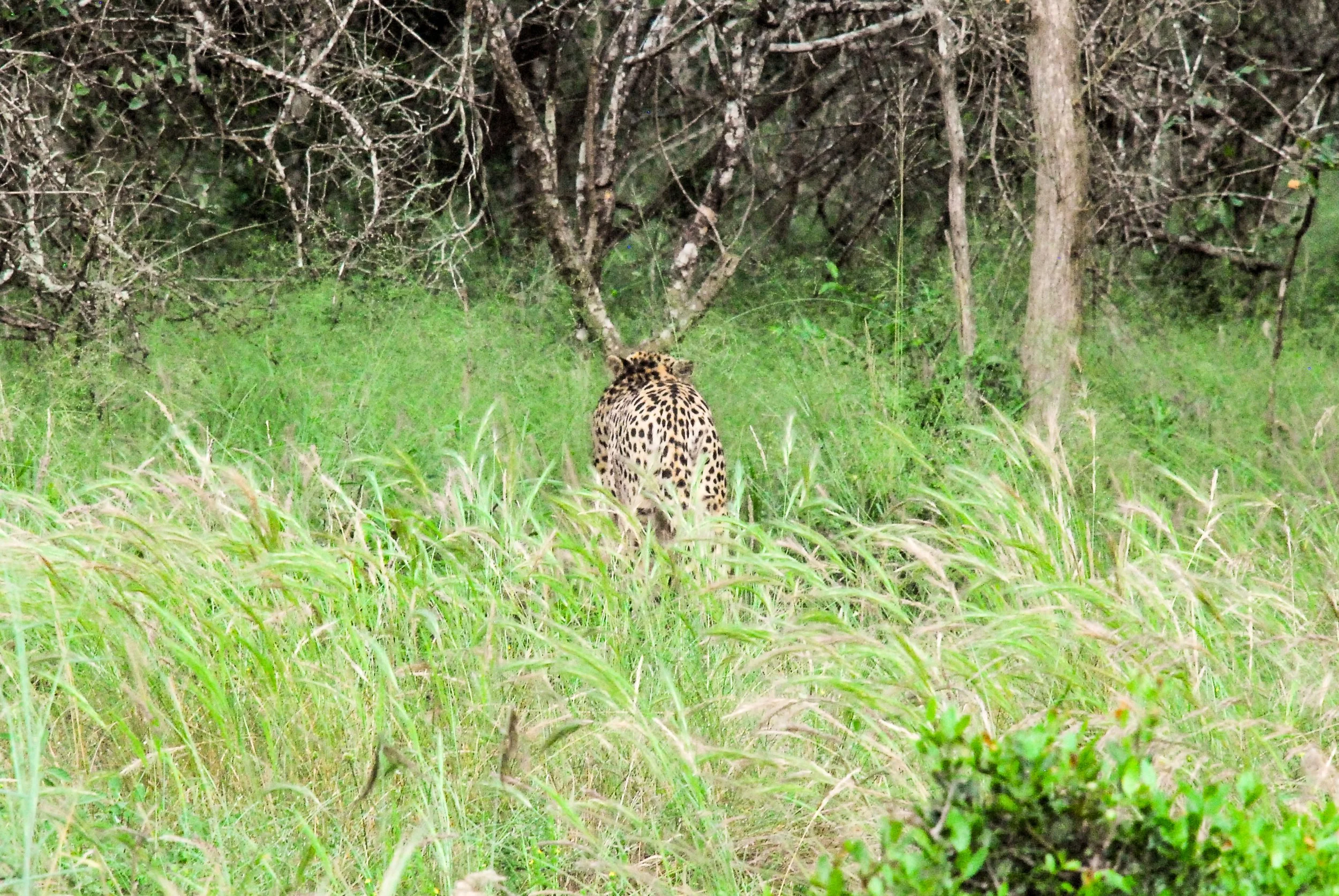 leapord.jpg