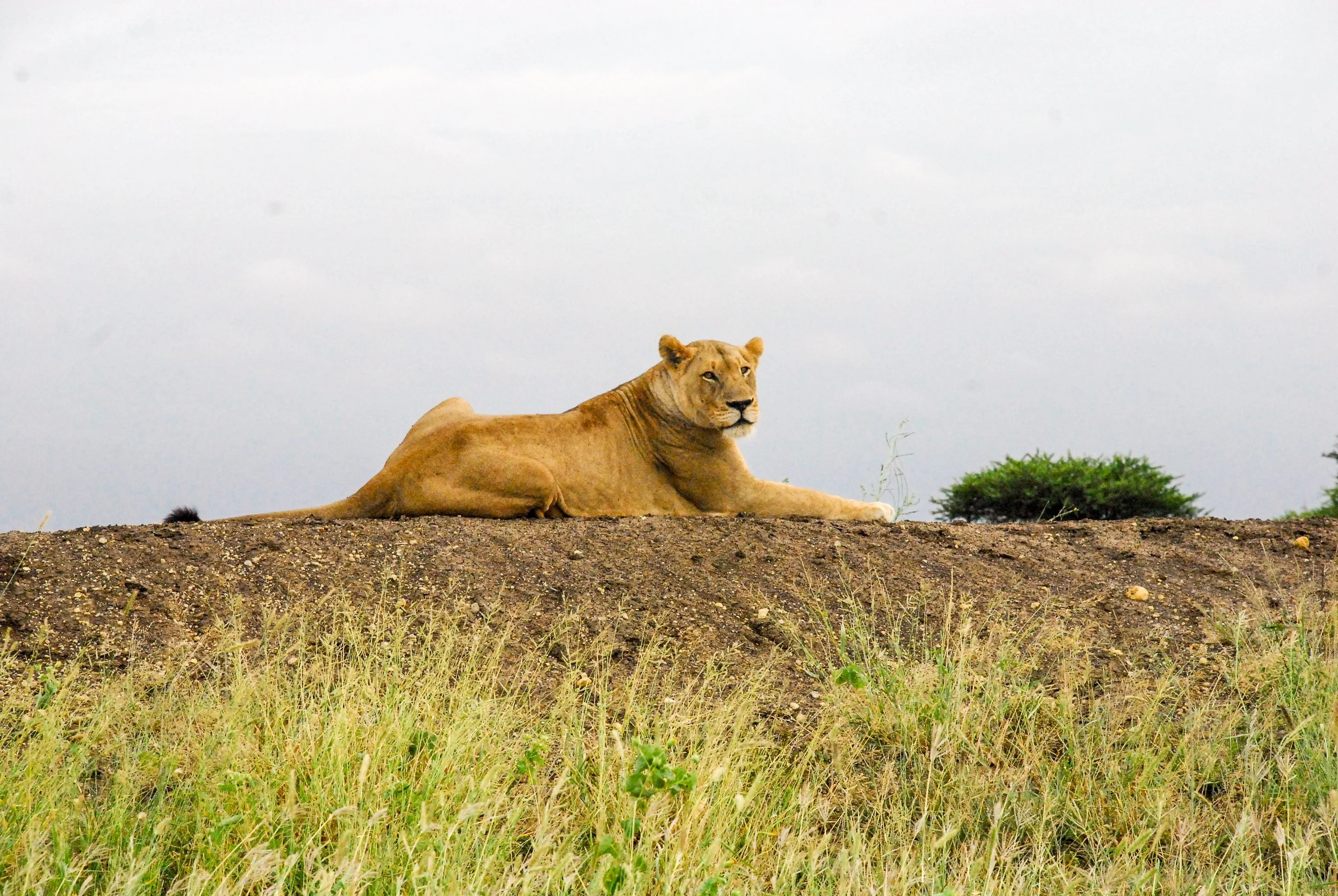 lion.jpg
