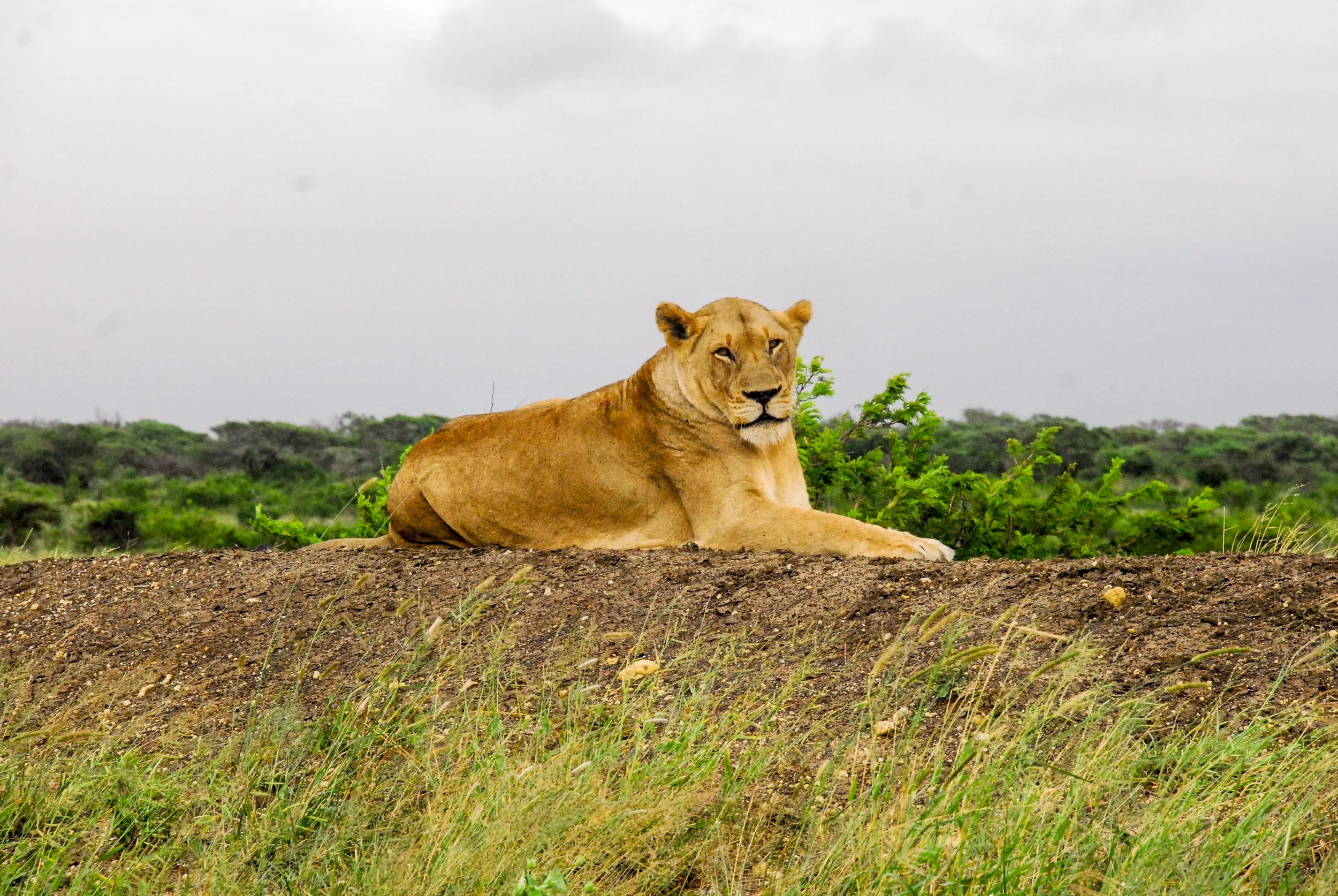 lion-2.jpg