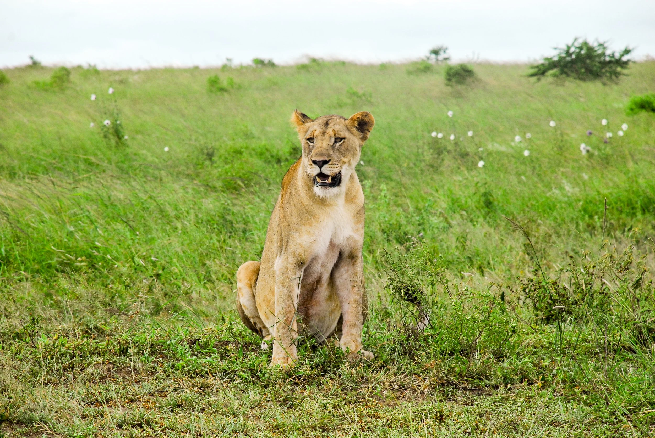lions.jpg