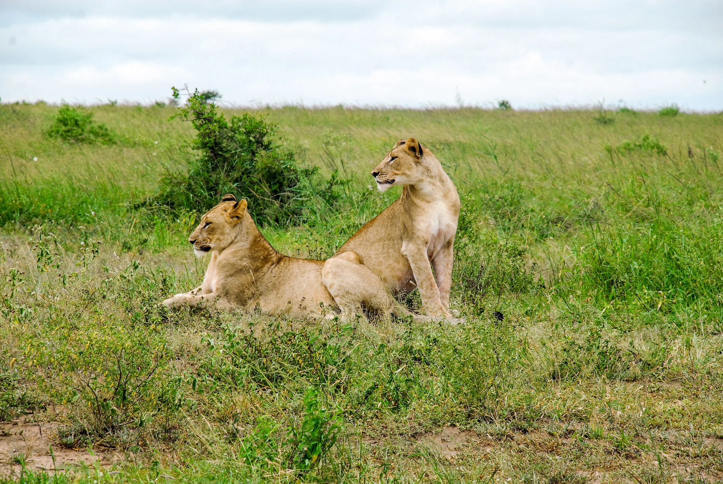 lions-3.jpg