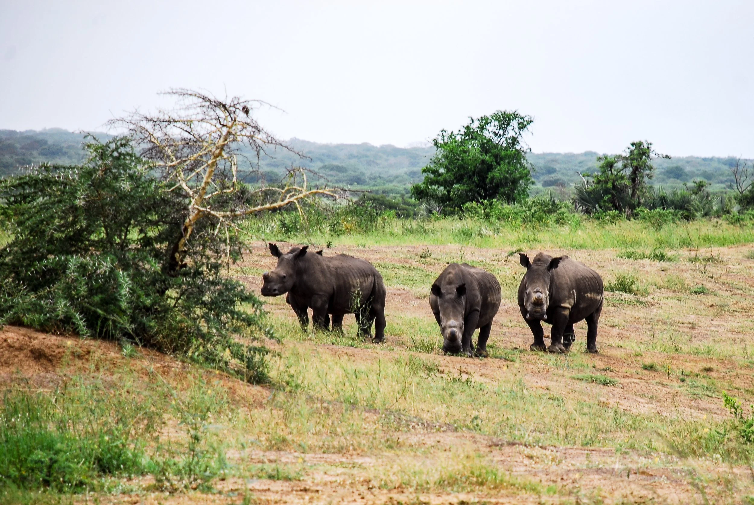 white rhino.jpg