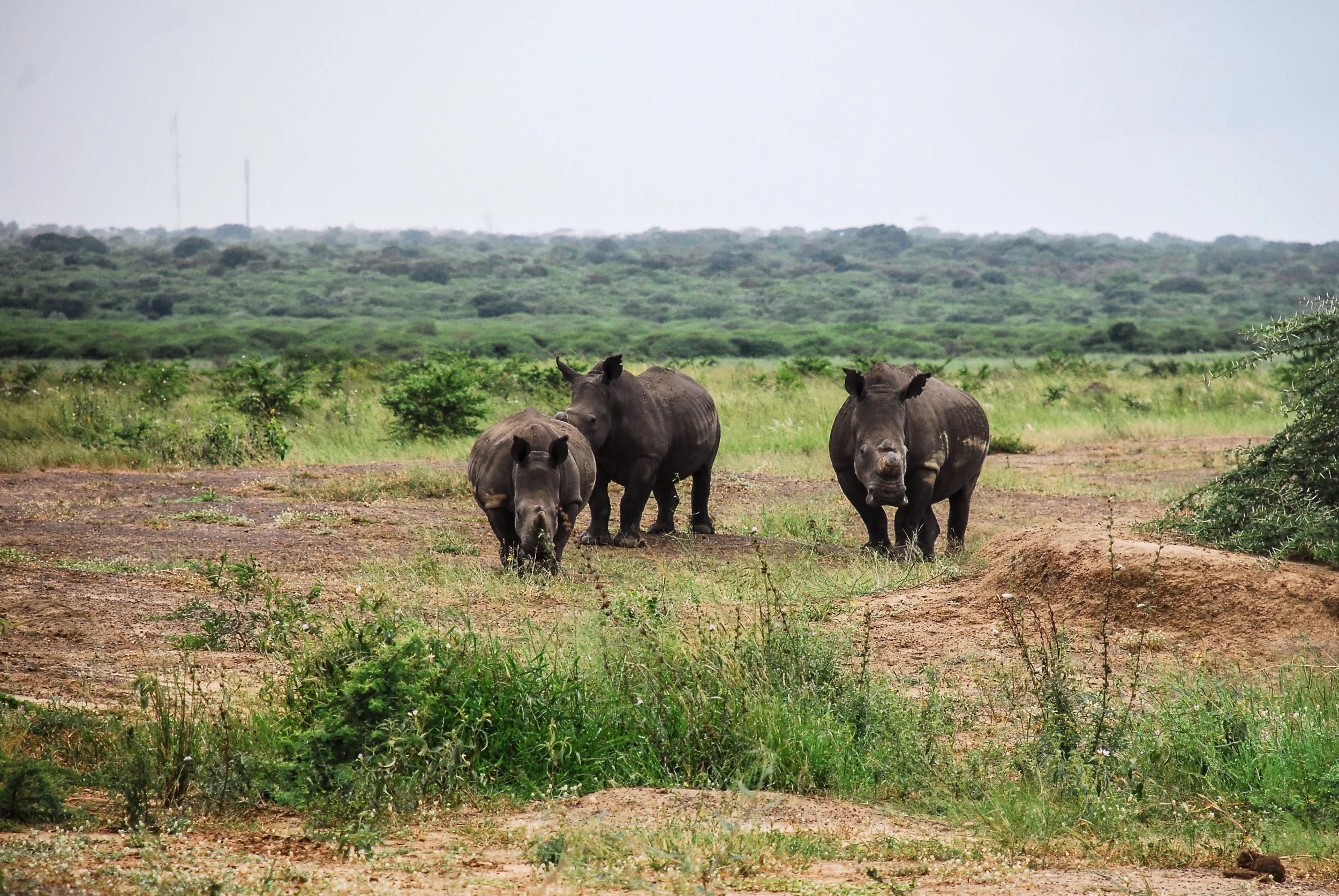white rhino-2.jpg