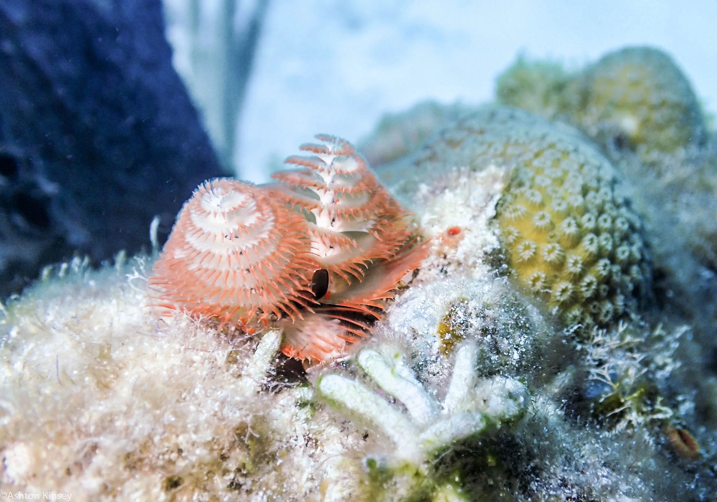 Christmas tree worm.jpg