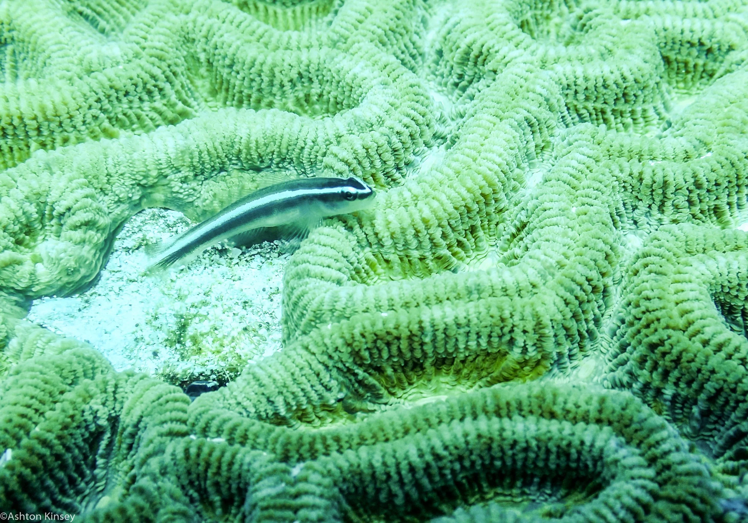 Neon Goby Brain Coral.jpg