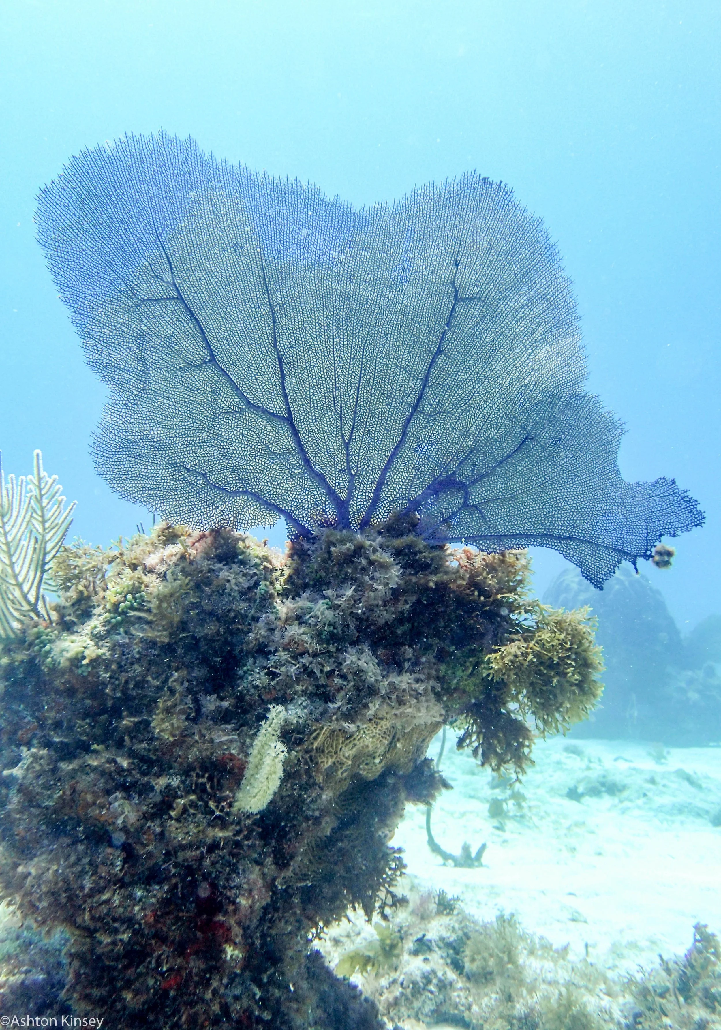 Fan Coral.jpg