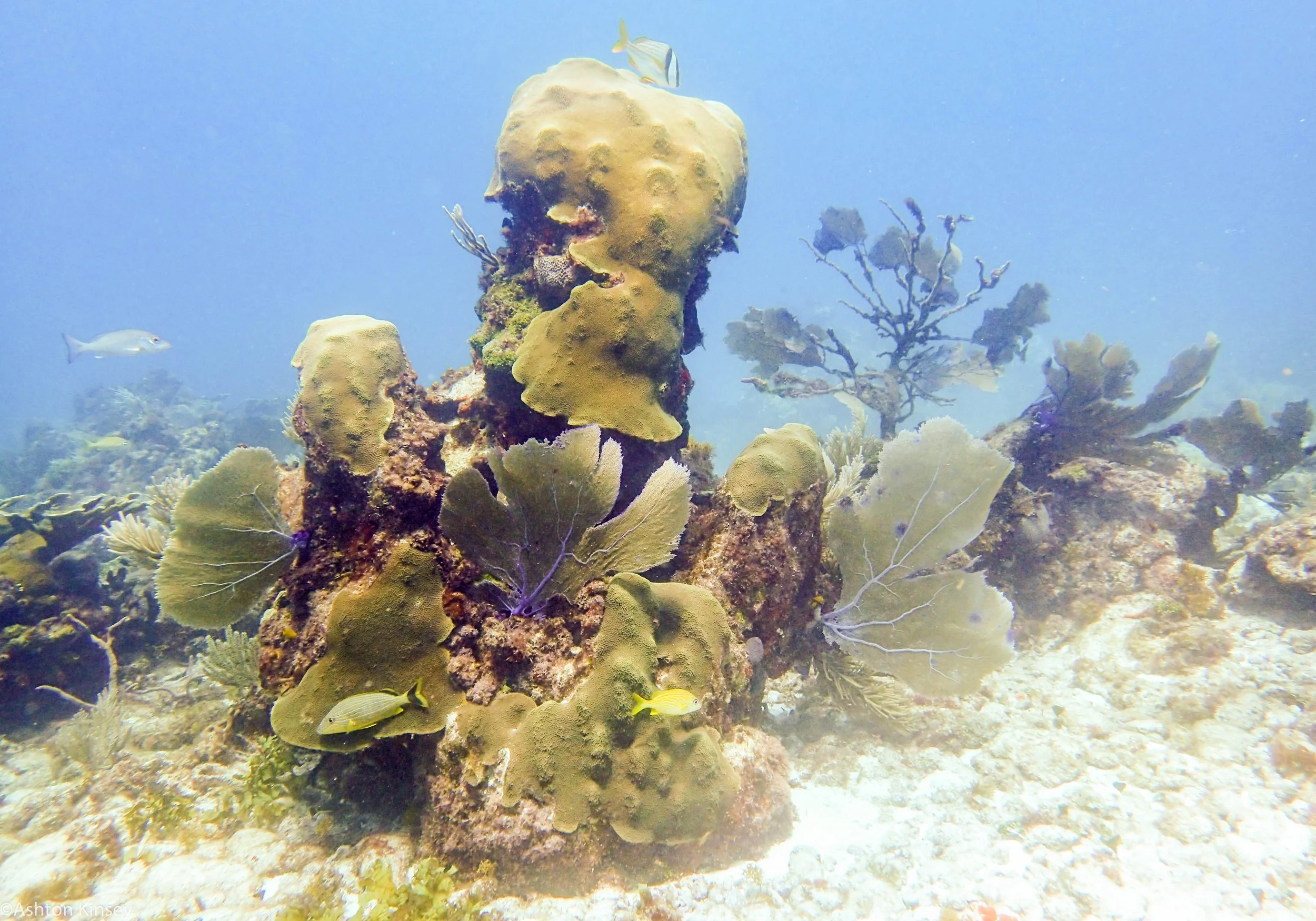Boulder Coral.jpg