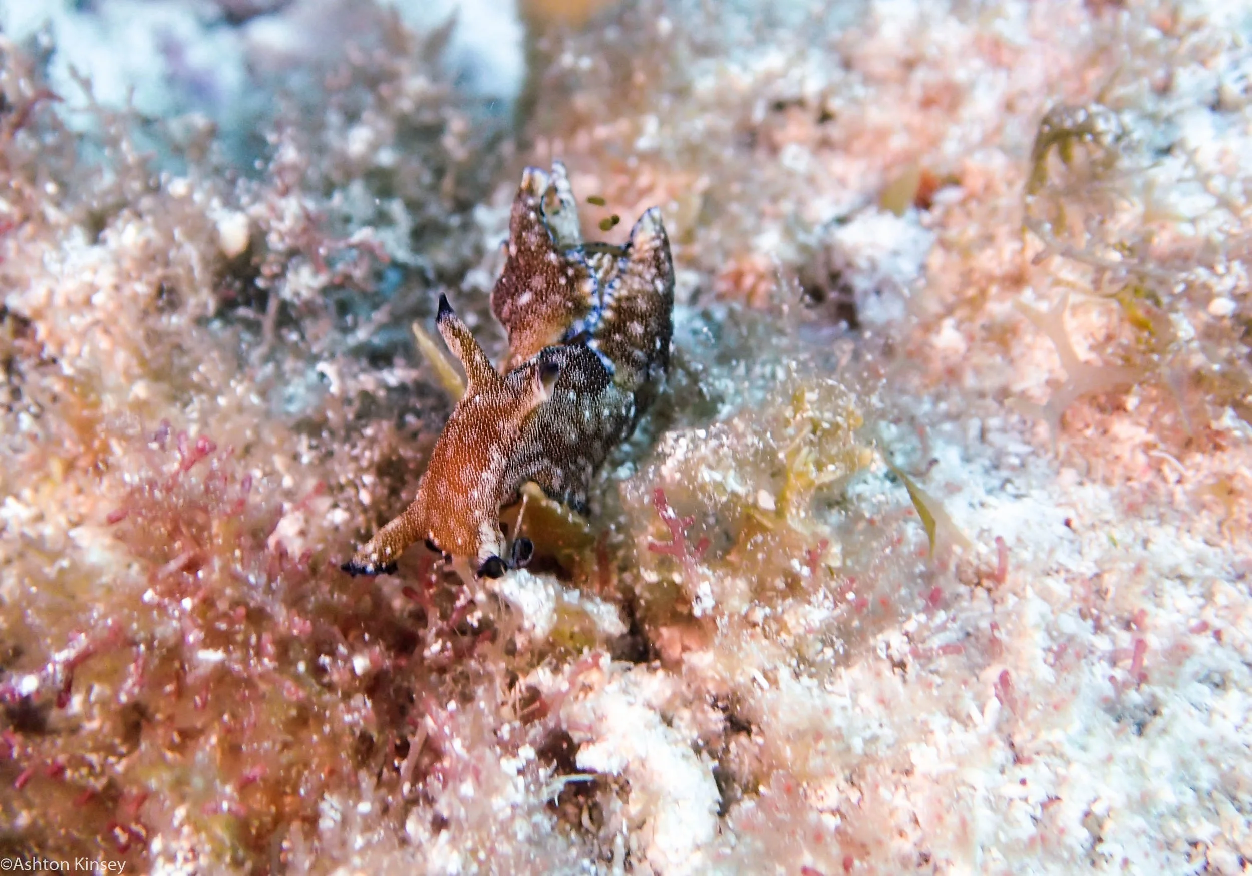 Sea Hare.jpg