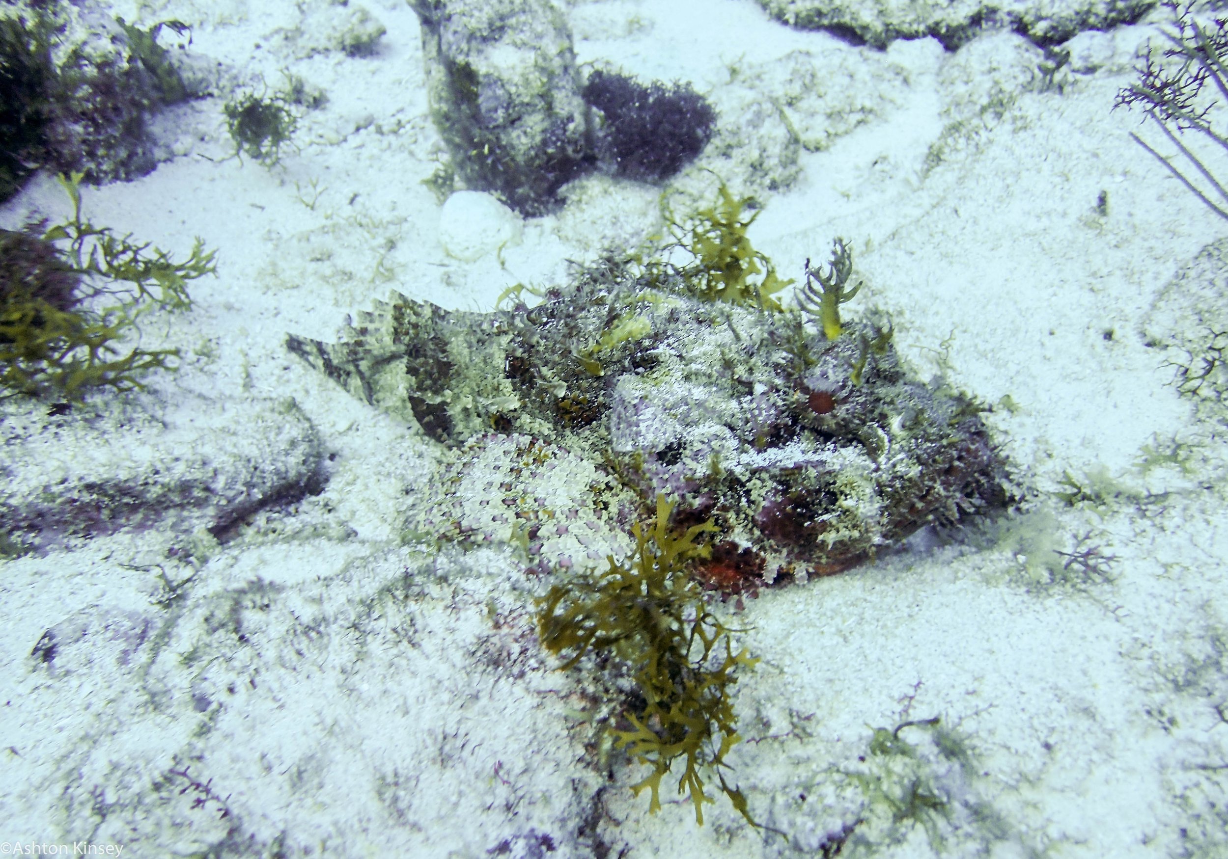Stonefish.jpg