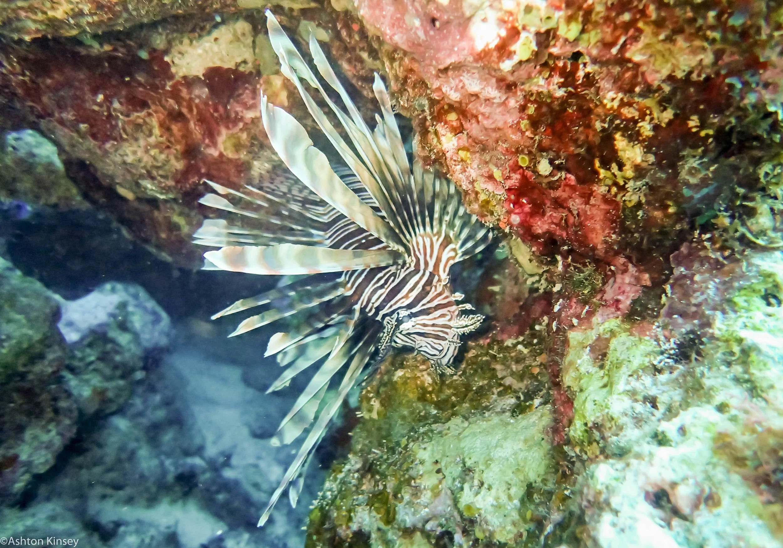 Lionfish.jpg