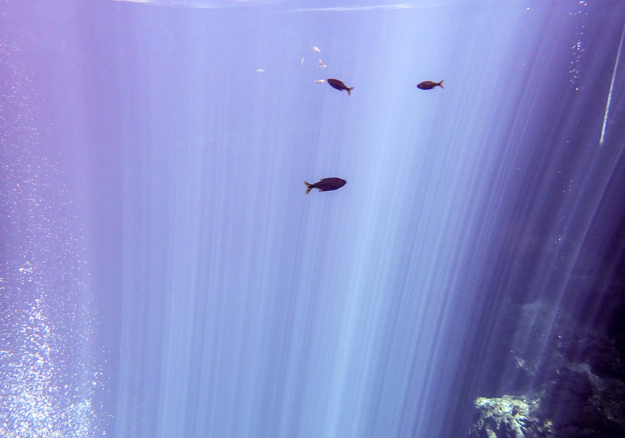 El Pit Fish.jpg