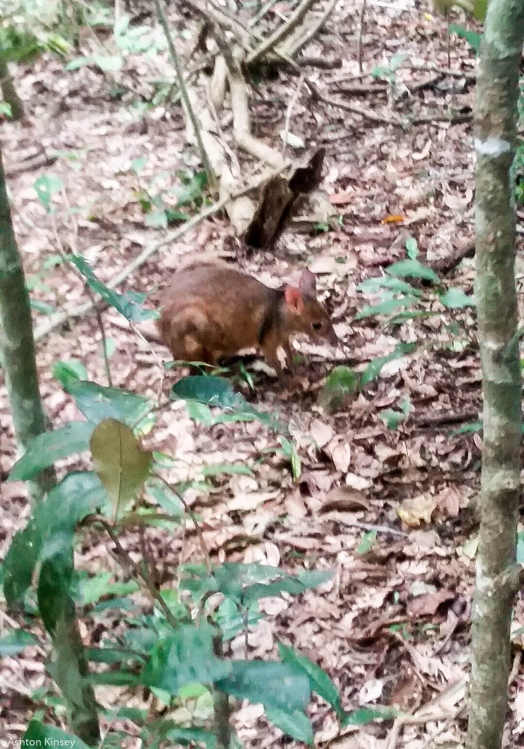 Wallaby.jpg