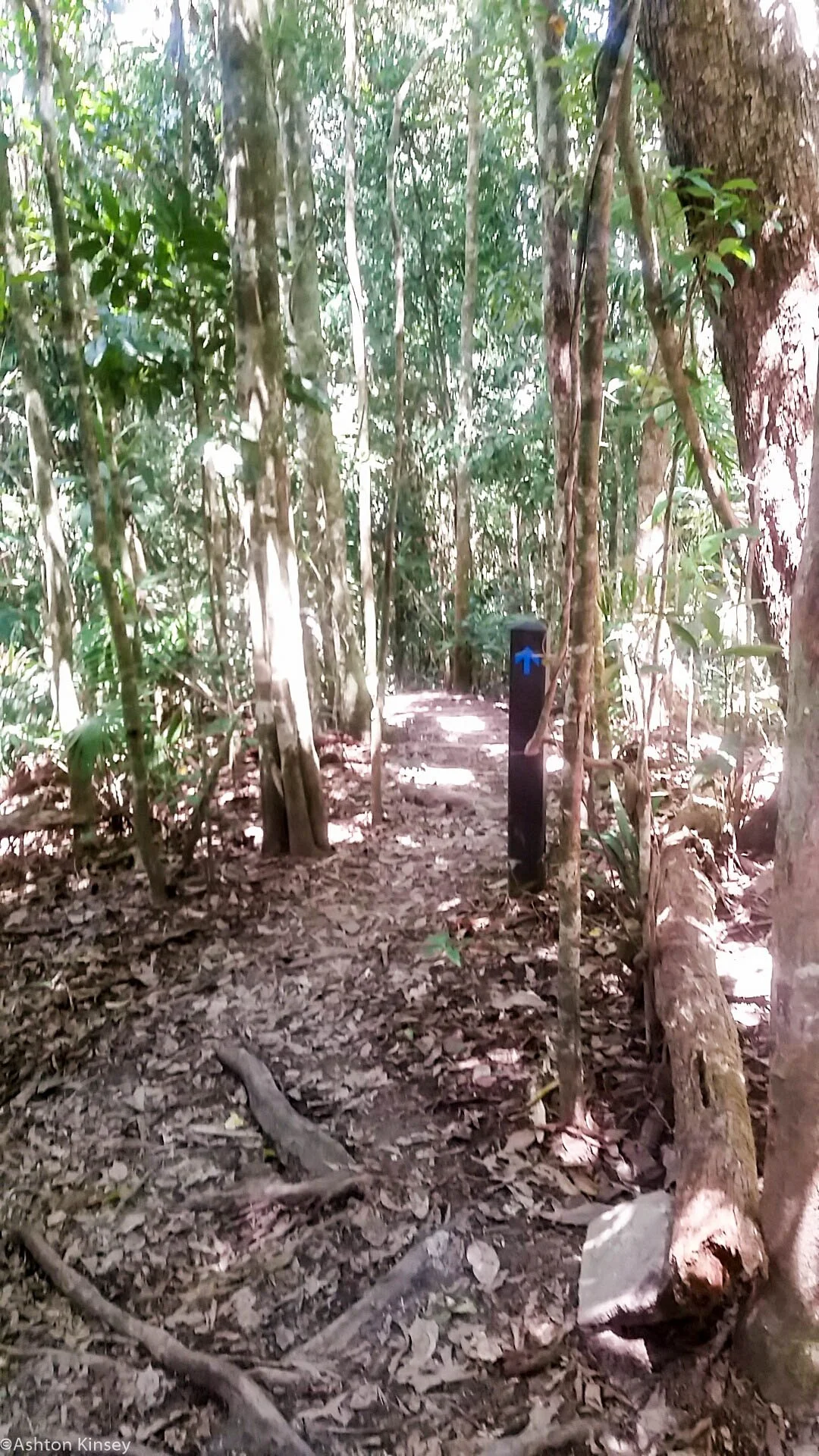 Blue arrow trail.jpg